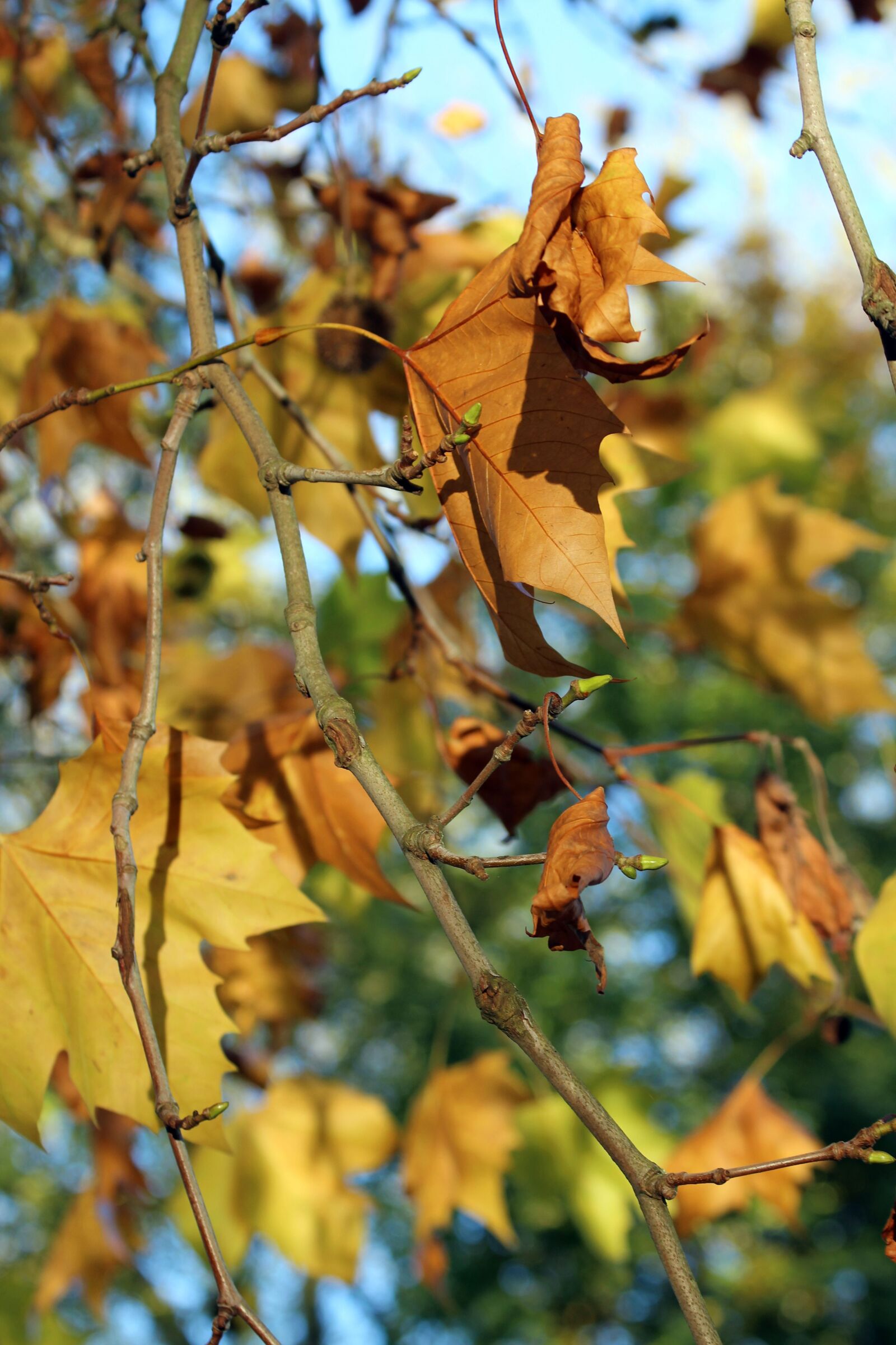 Canon EOS 700D (EOS Rebel T5i / EOS Kiss X7i) + Canon EF 70-300mm F4-5.6 IS USM sample photo. Leaves, tree, nature photography