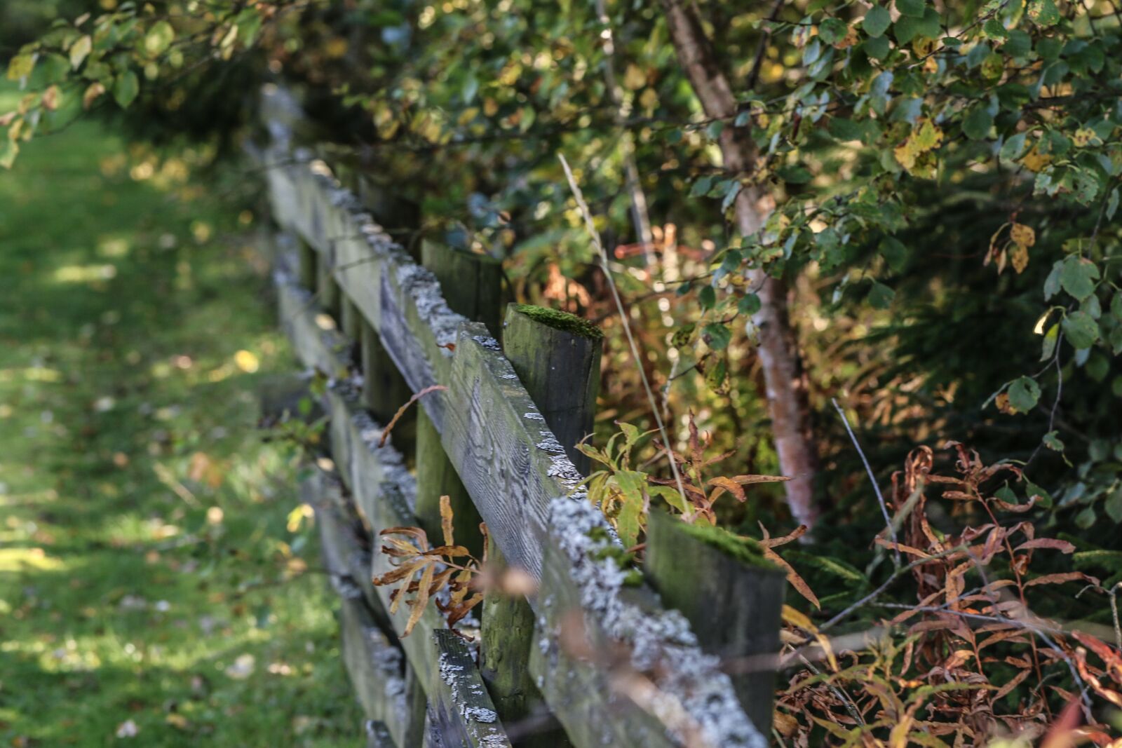 Canon EOS 7D Mark II sample photo. Autumn, fall, grid photography