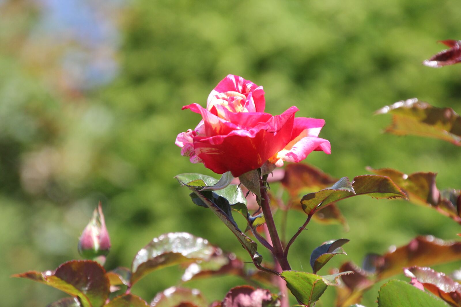 Canon EOS 60D sample photo. Rose garden, rose bloom photography