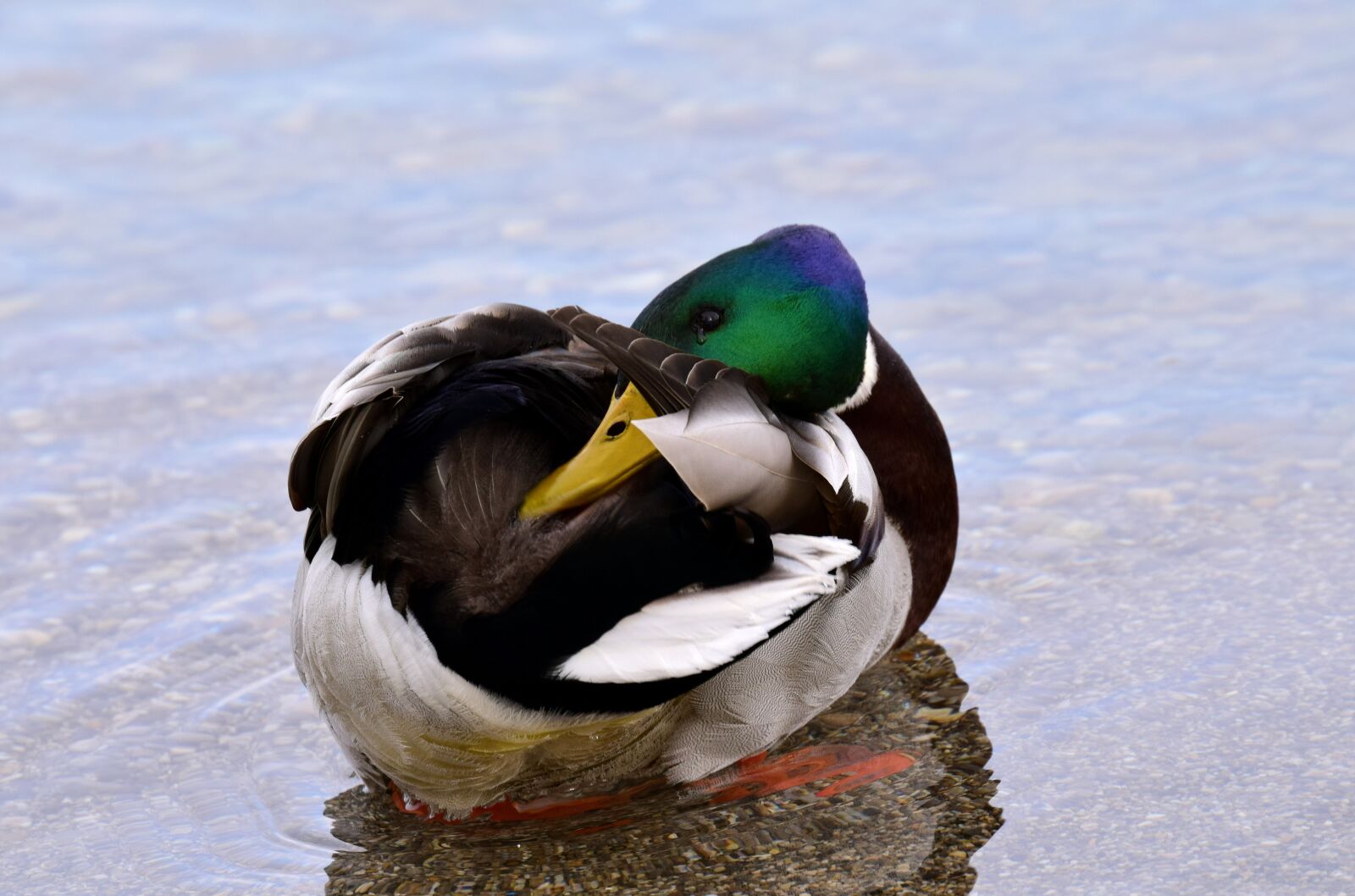 Nikon D3300 sample photo. Duck, mallard, water photography