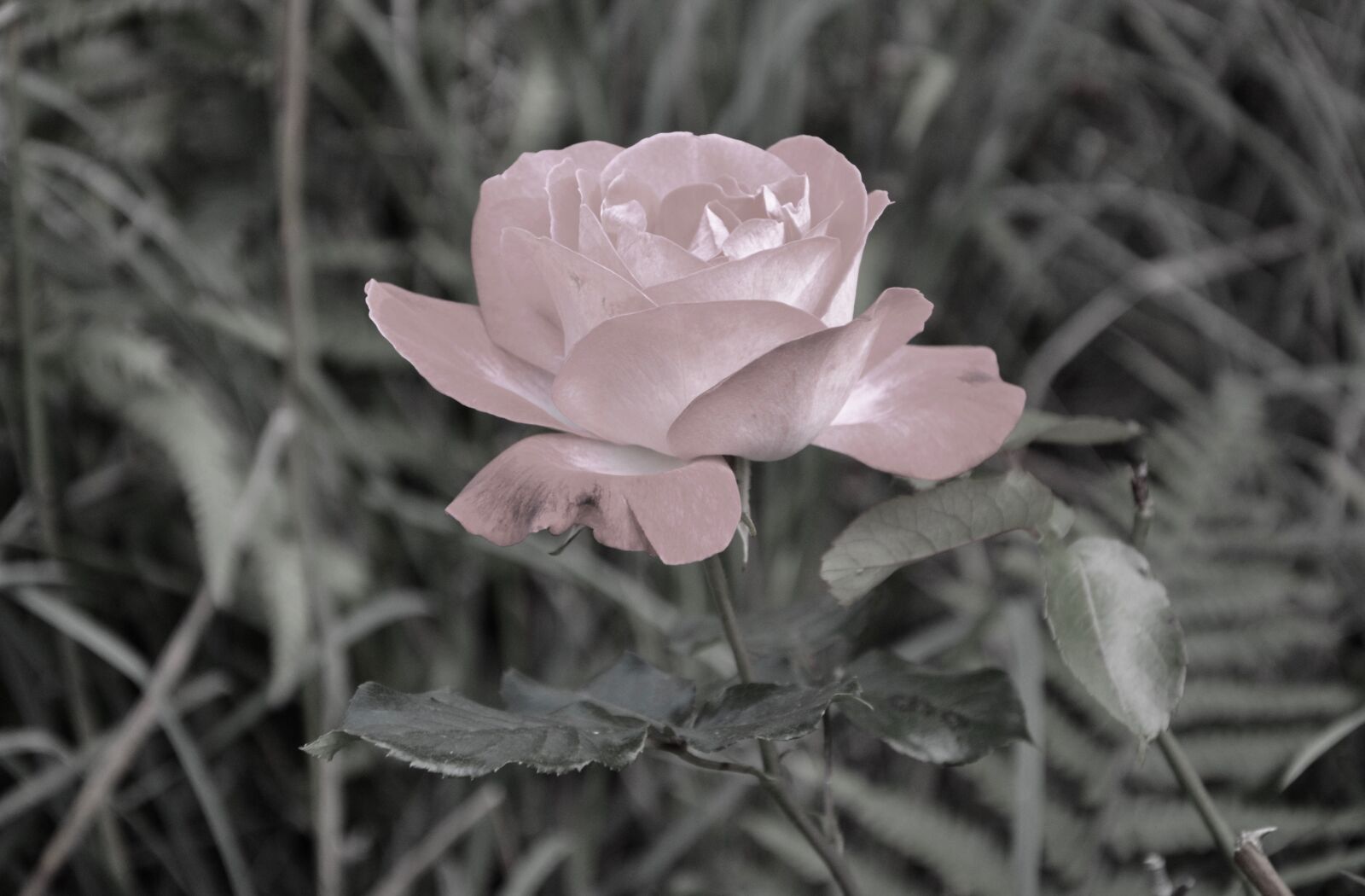Nikon D5200 sample photo. Pink, image black pale photography