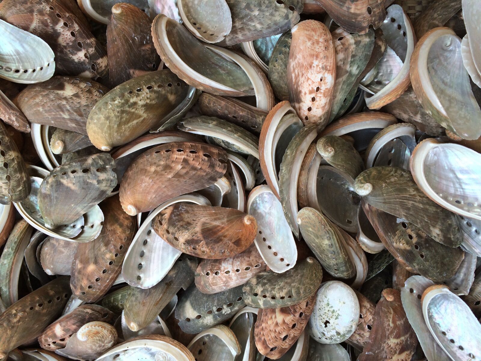 iPhone 5s back camera 4.12mm f/2.2 sample photo. Mussels, north sea, sea photography