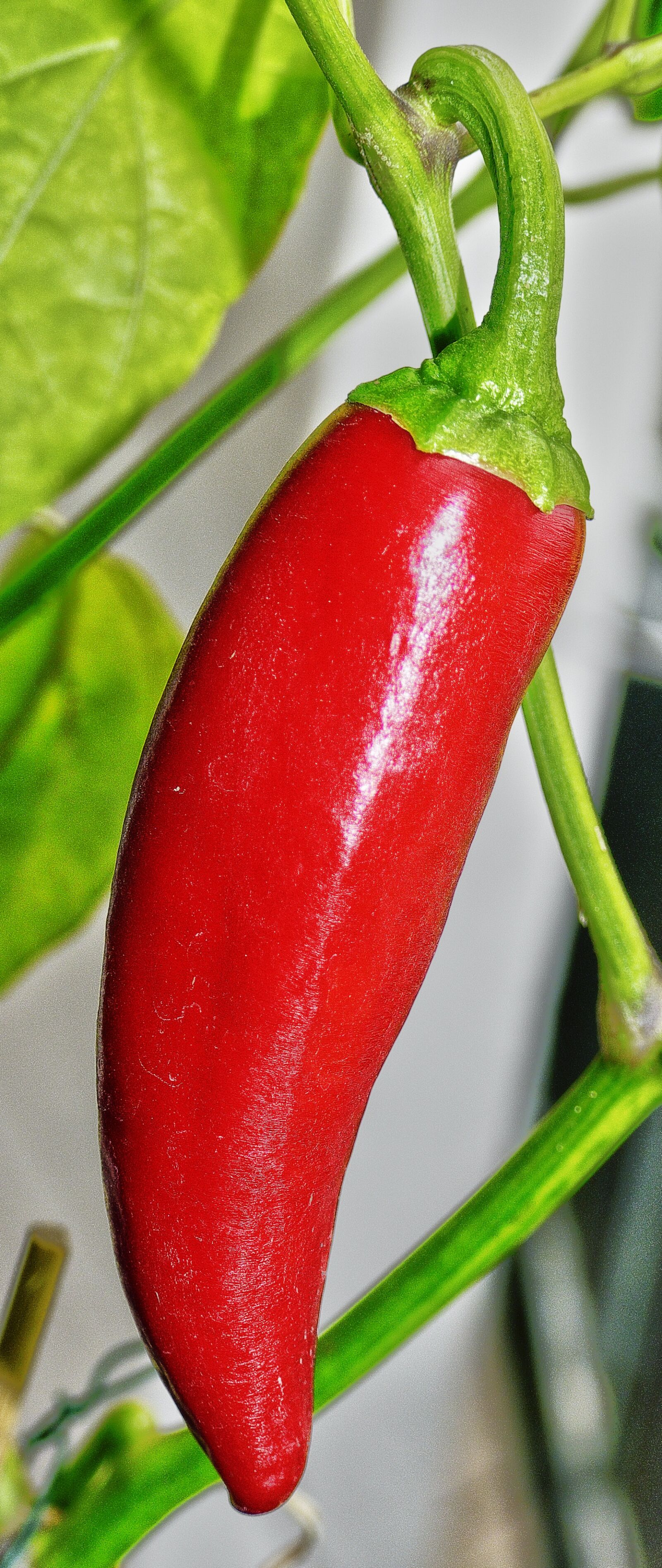 Panasonic Lumix DMC-FZ1000 sample photo. Paprika, pepper, pod photography