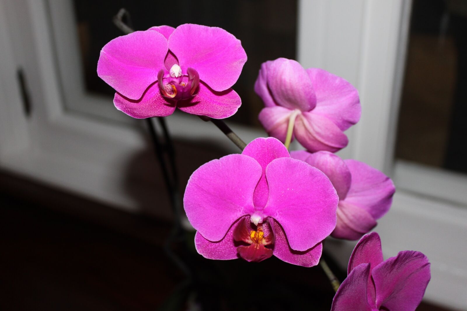 Canon EOS 500D (EOS Rebel T1i / EOS Kiss X3) sample photo. Orquidea, flower, orchid photography