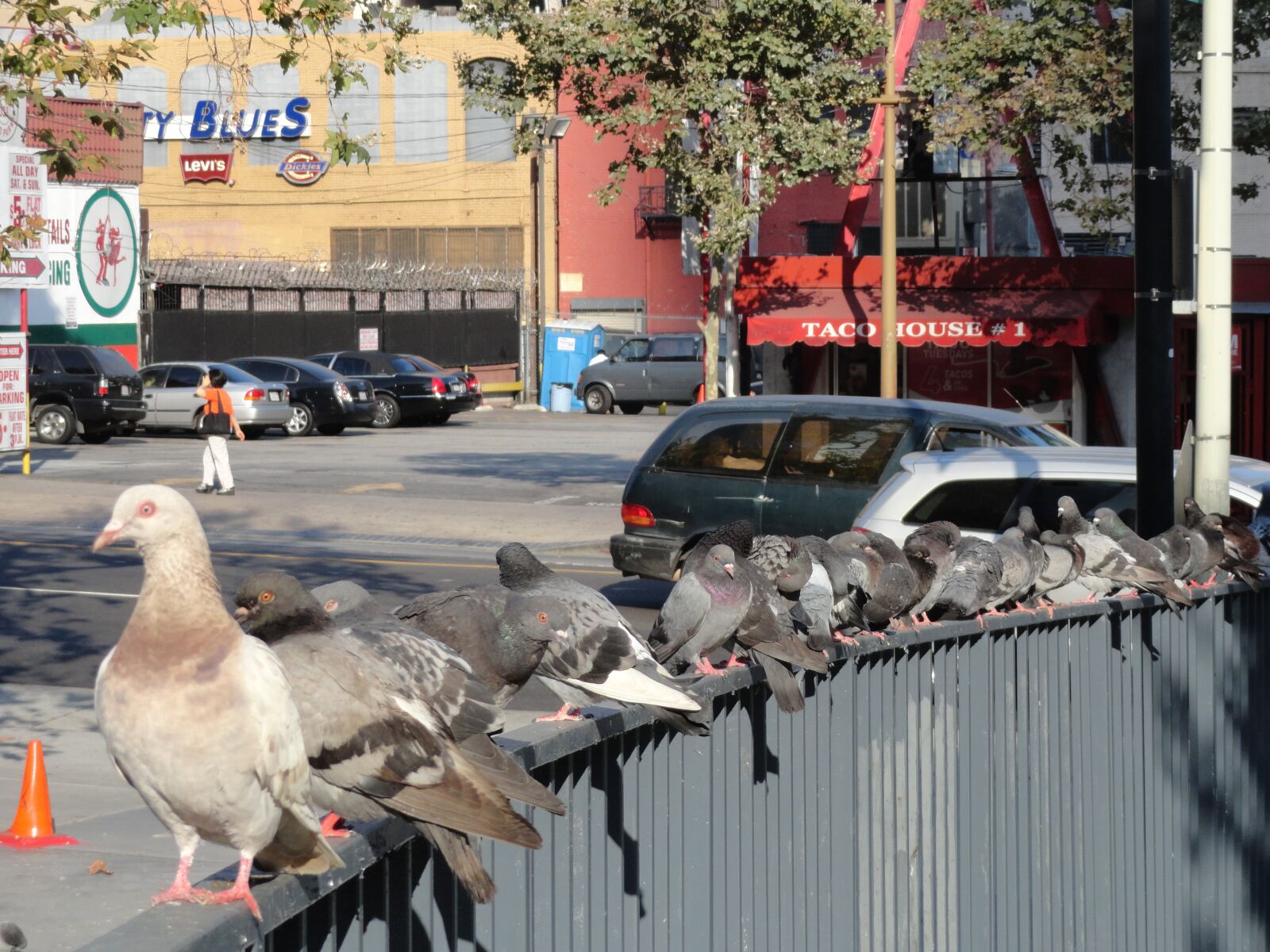 Sony Cyber-shot DSC-H70 sample photo. Los angeles, city, pigeons photography