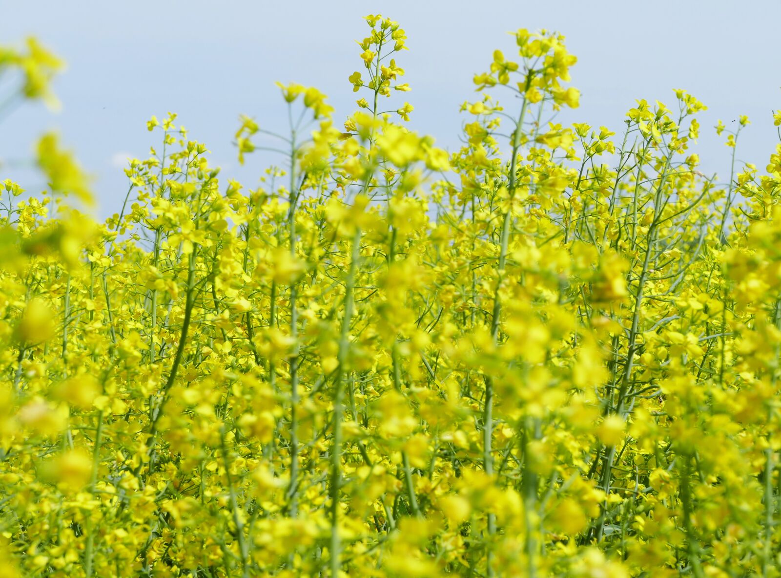 Panasonic Lumix DMC-FZ1000 sample photo. Colza, rape, plant photography