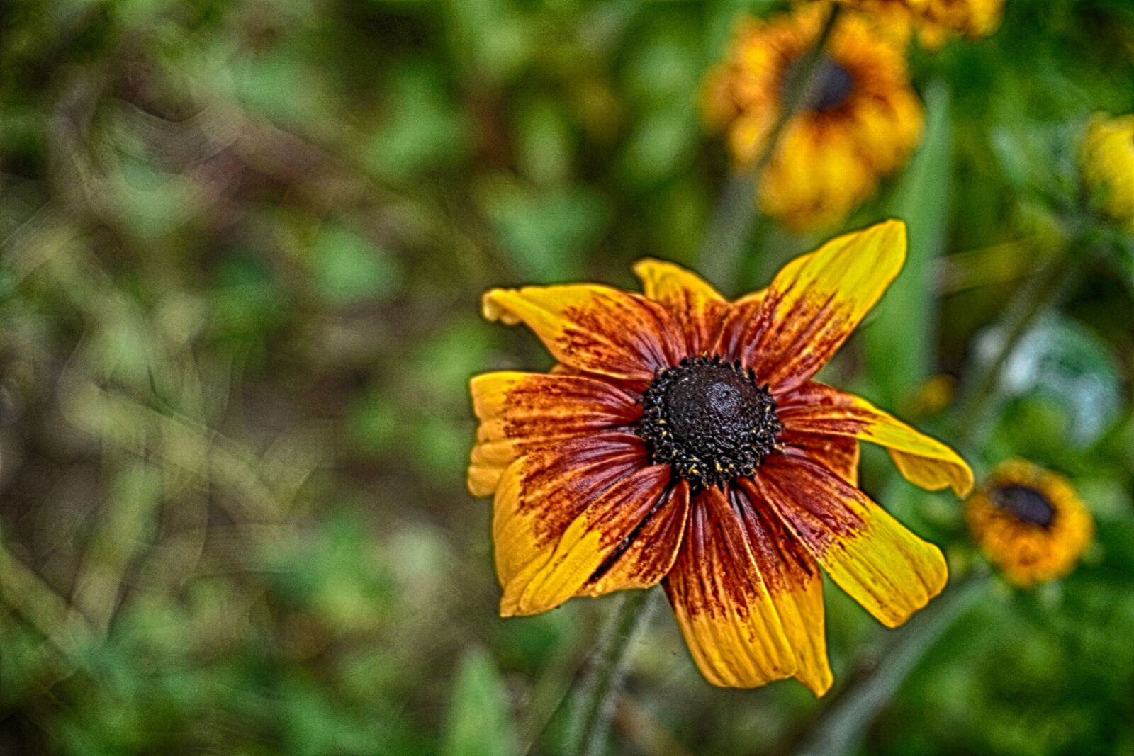 Sony a6000 sample photo. Fleurs, flore, gazania, jardin photography