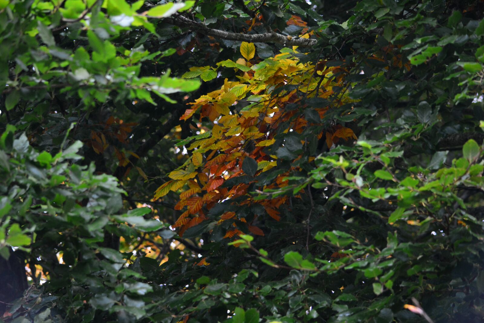 Nikon D5200 sample photo. Leaf, leaves, autumn photography