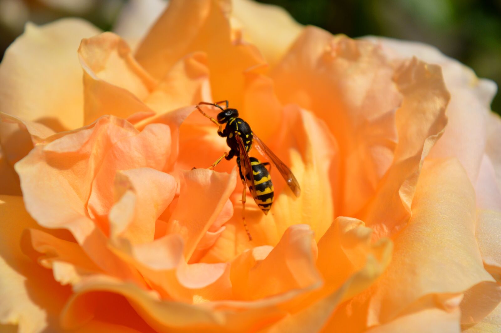 Nikon D3200 sample photo. Rose, wasp, yellow photography