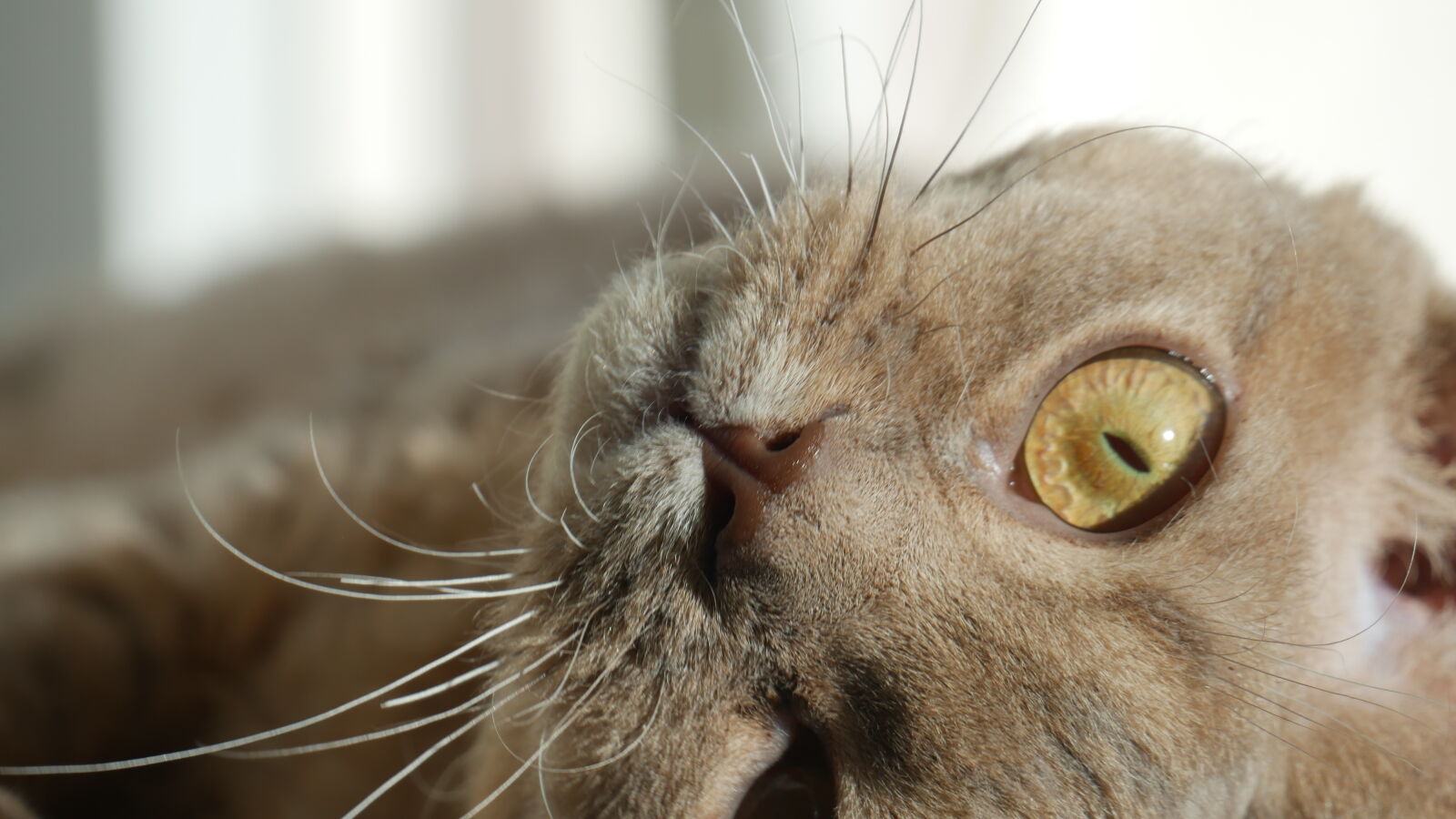 Panasonic Lumix G Vario 45-150mm F4-5.6 ASPH Mega OIS sample photo