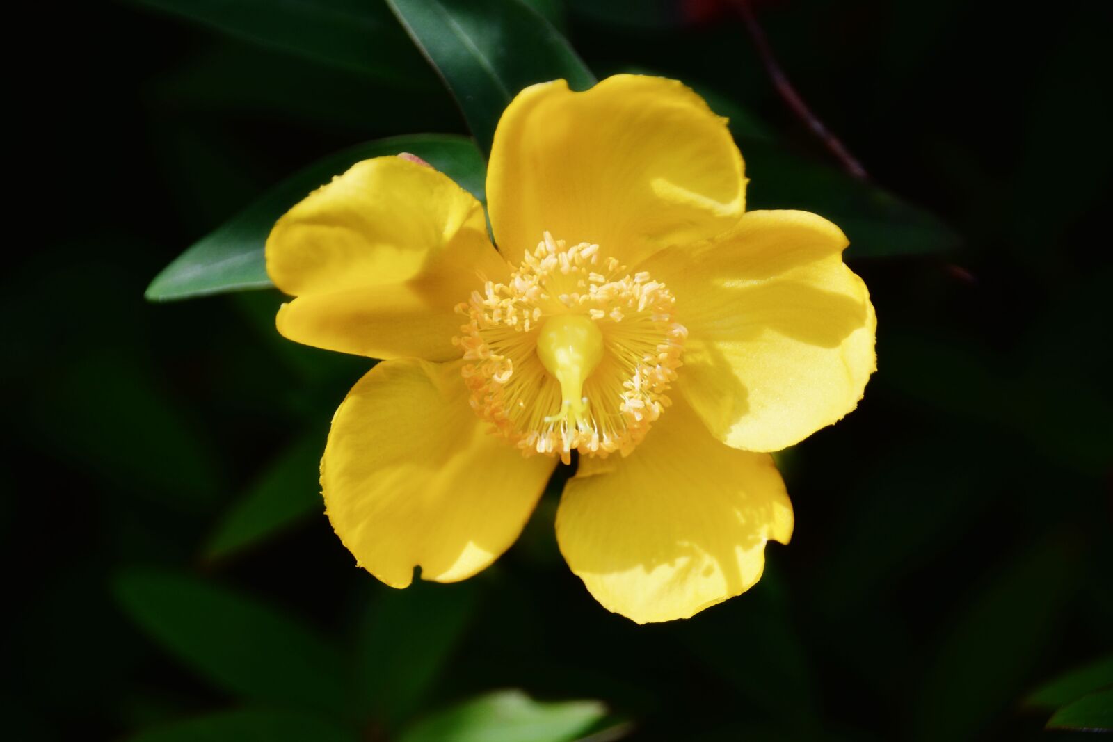 Nikon D5200 sample photo. Flower, agrimony, yellow flower photography