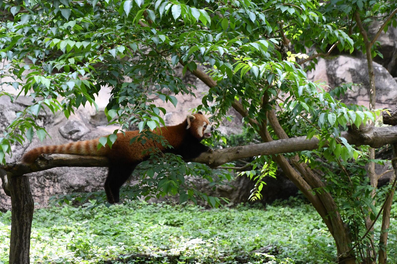 Nikon D7500 sample photo. Redpanda, animal, zoo photography