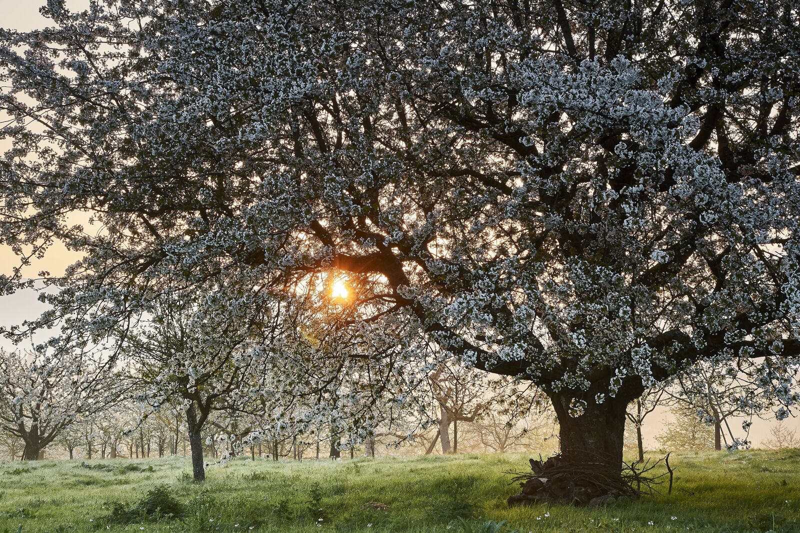 Sony SLT-A77 sample photo. Tree, nature, season photography