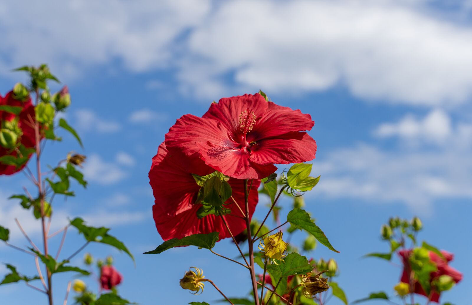 Sony a7 II + Tamron 28-75mm F2.8 Di III RXD sample photo. Roses, flowers, petals photography