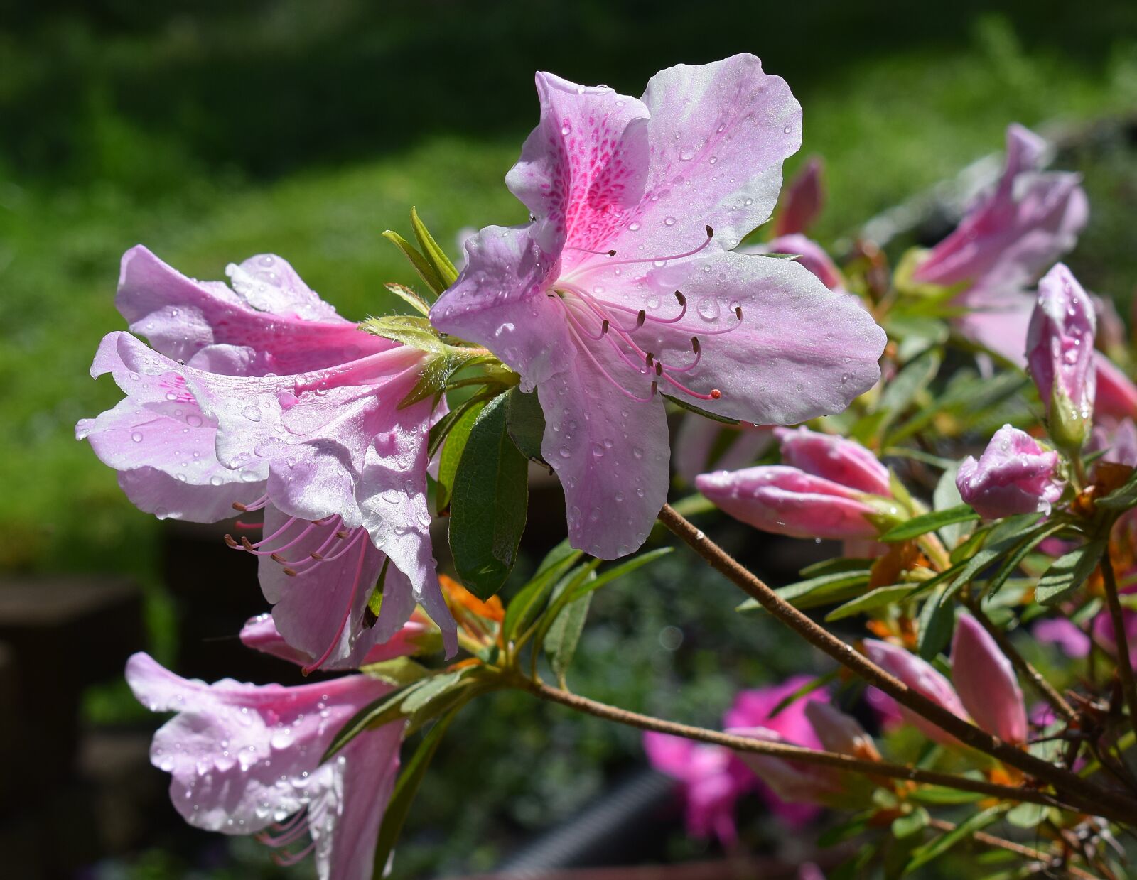 Nikon D3300 sample photo. Rain-wet azalea, rain drops photography