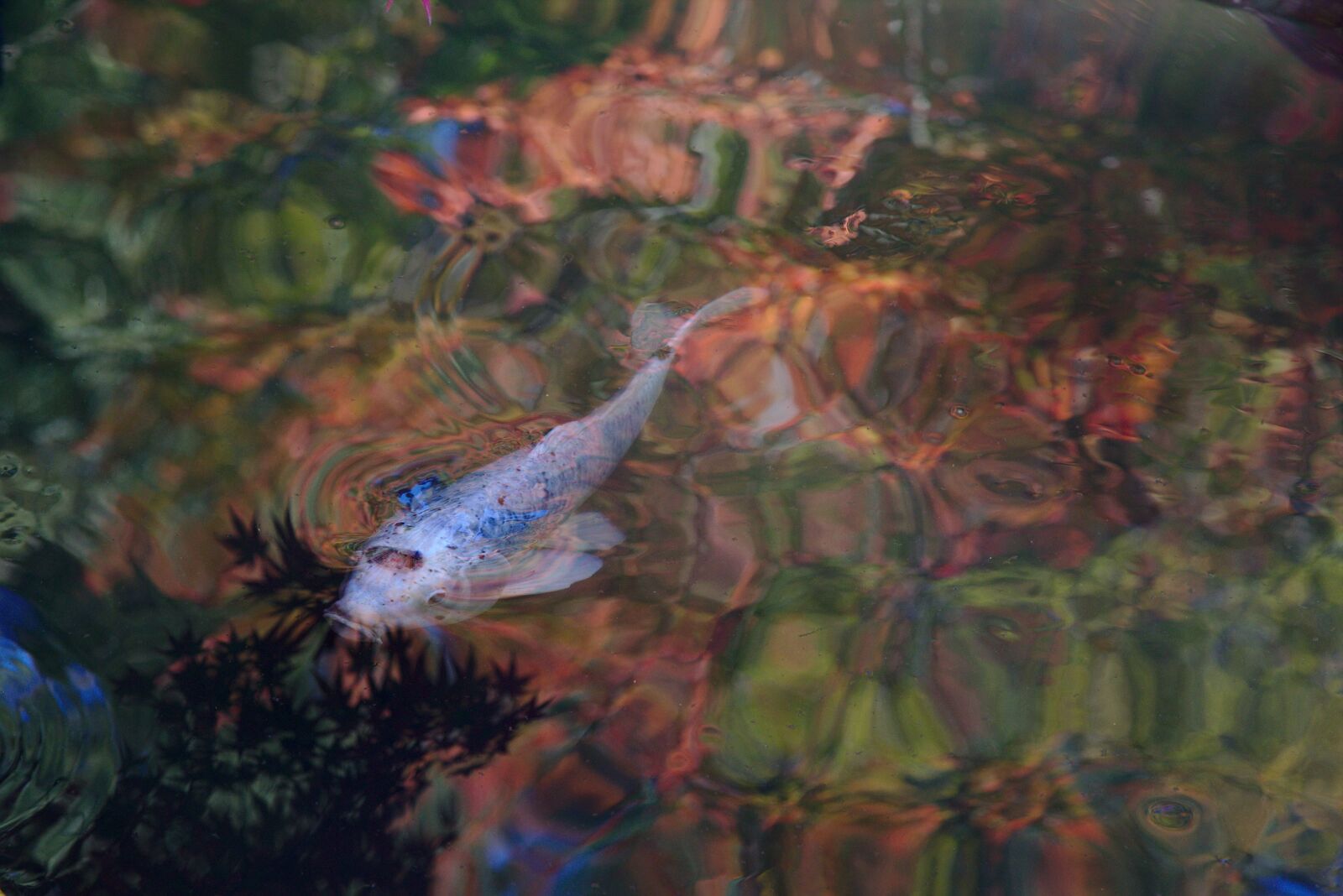 Canon EOS 6D + Canon EF 24-105mm F4L IS USM sample photo. Japan, nanzen-ji, koi photography