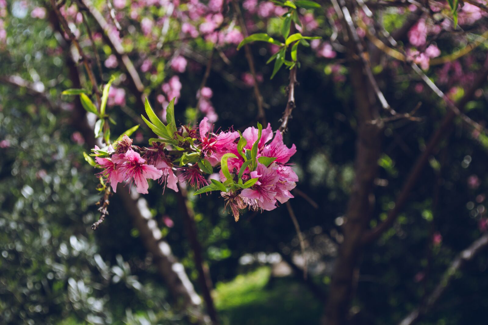Nikon D7200 sample photo. Flower, spring, summer photography