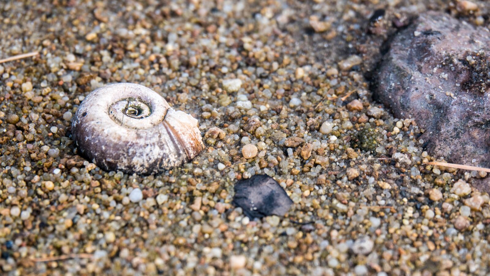 Sony Cyber-shot DSC-RX10 IV sample photo. Snail shell, beach, sand photography
