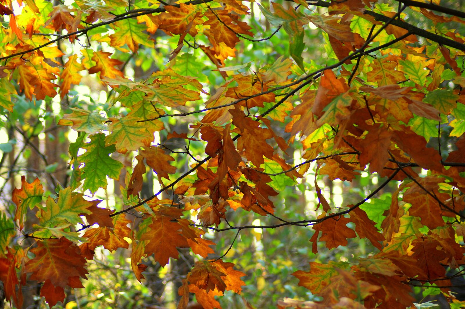 Canon EOS 1200D (EOS Rebel T5 / EOS Kiss X70 / EOS Hi) sample photo. Forest, in the fall photography