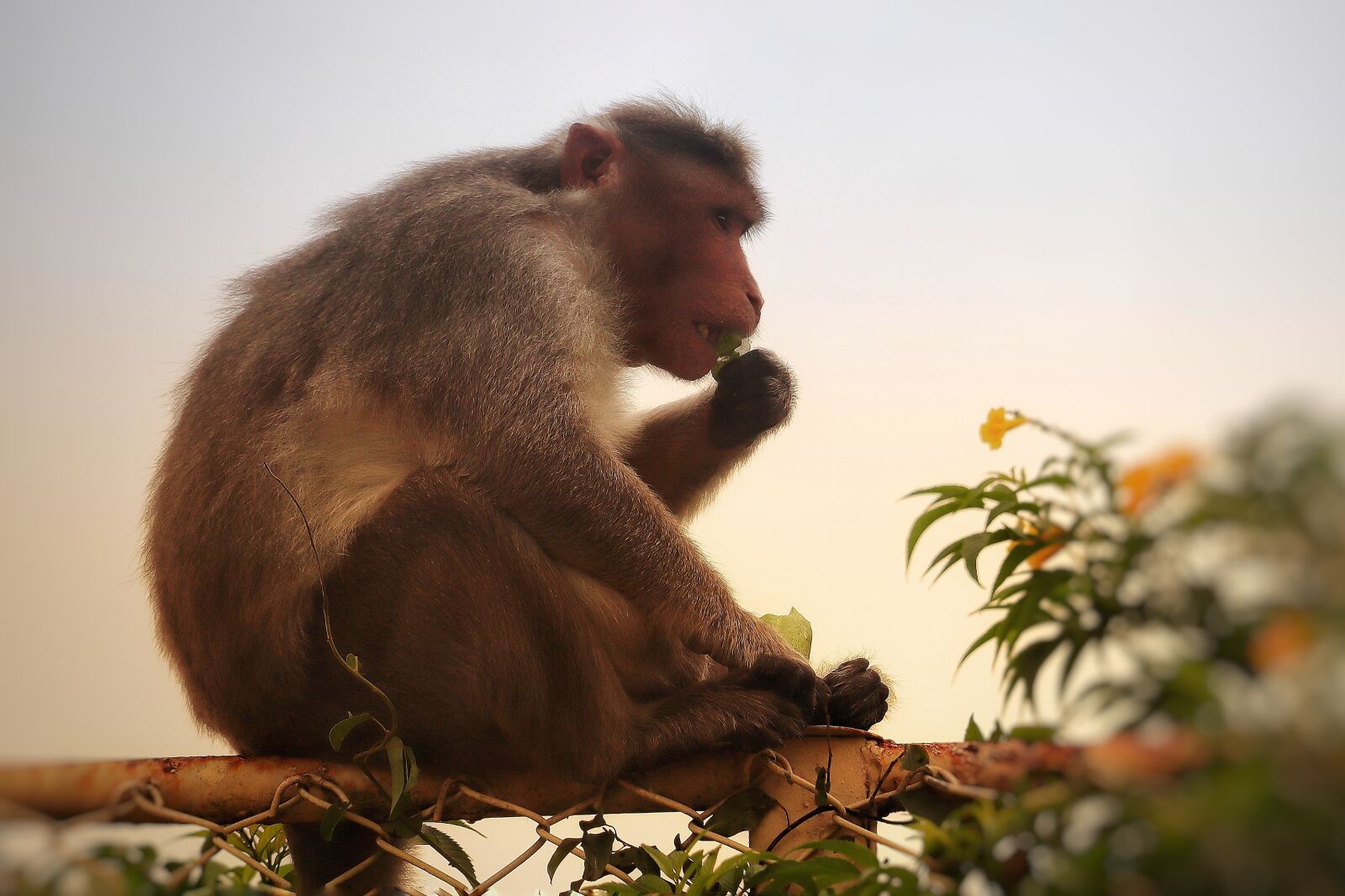 Canon EOS M50 (EOS Kiss M) sample photo. Monkey, animal, india photography