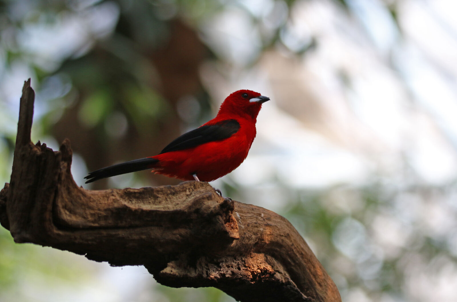 Canon EOS 7D Mark II sample photo. Animal, bird, black, branch photography