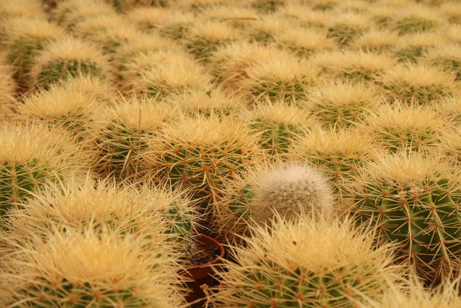 Canon EOS 400D (EOS Digital Rebel XTi / EOS Kiss Digital X) sample photo. Cactus, dry, nature photography