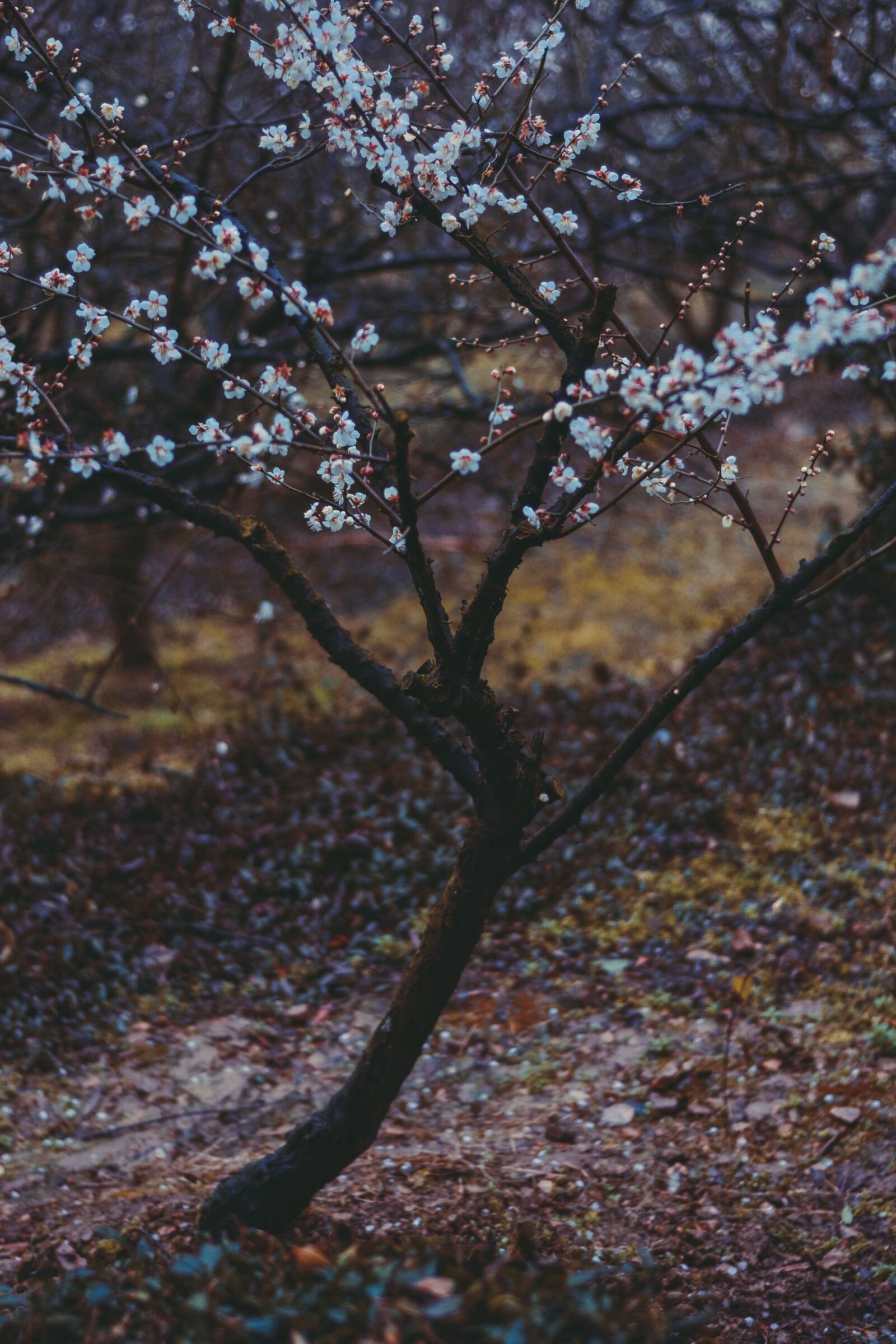 Nikon D7100 sample photo. China wind, suzhou, fragrant photography