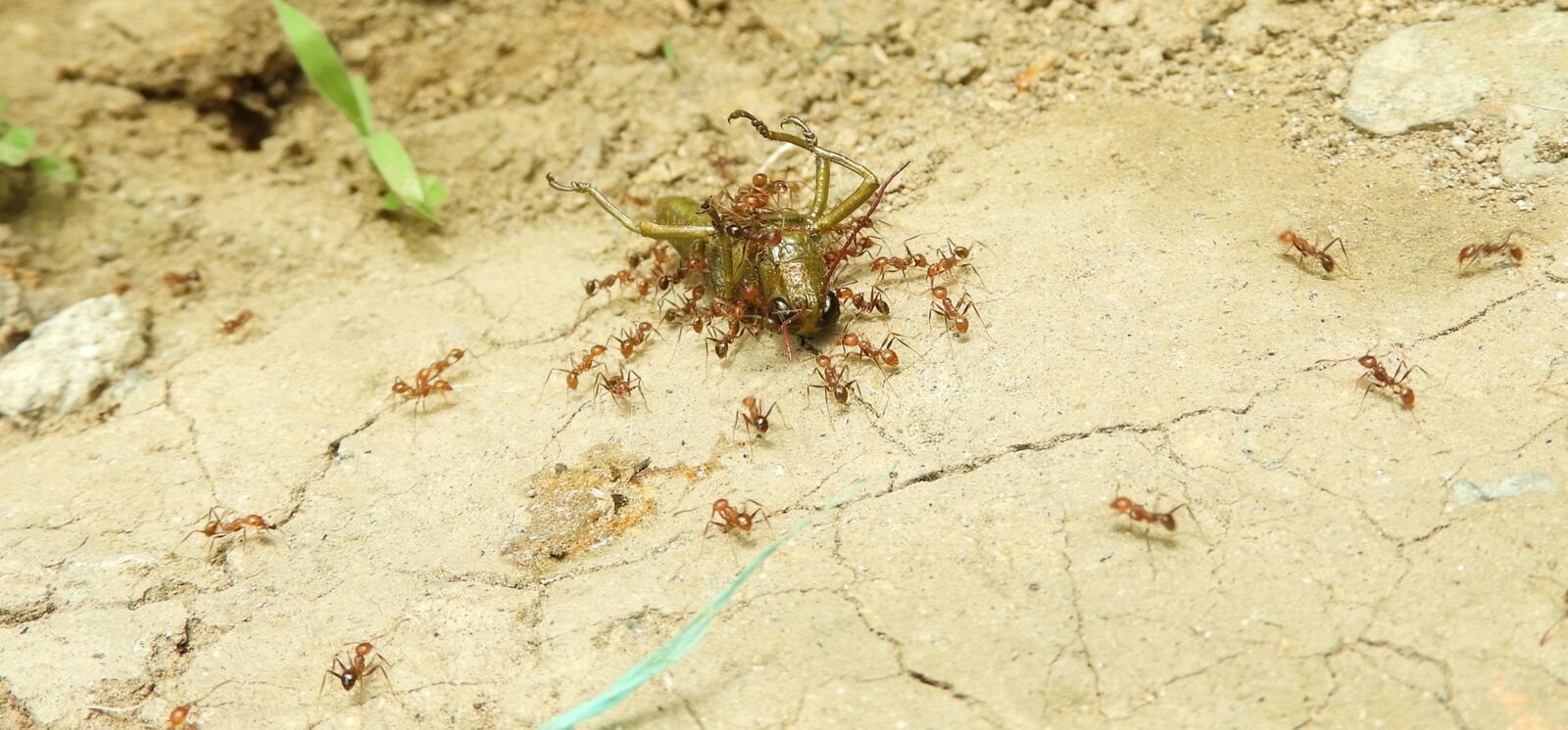 Nikon Coolpix B700 sample photo. Insects, work, ants photography