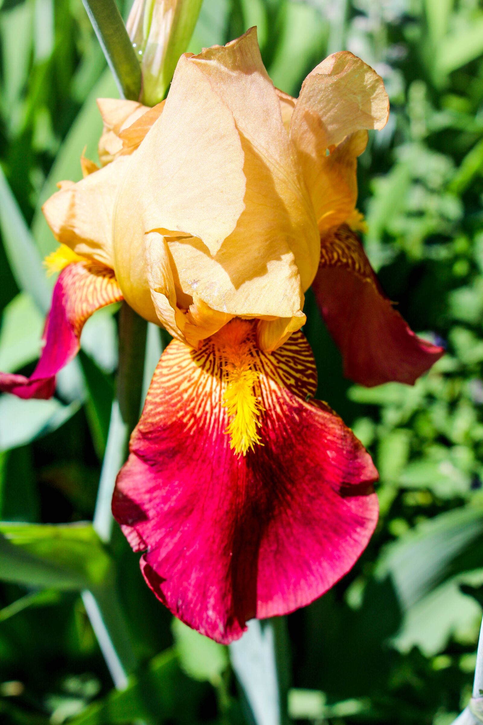 Canon EOS 700D (EOS Rebel T5i / EOS Kiss X7i) sample photo. Flower, nature, flora photography