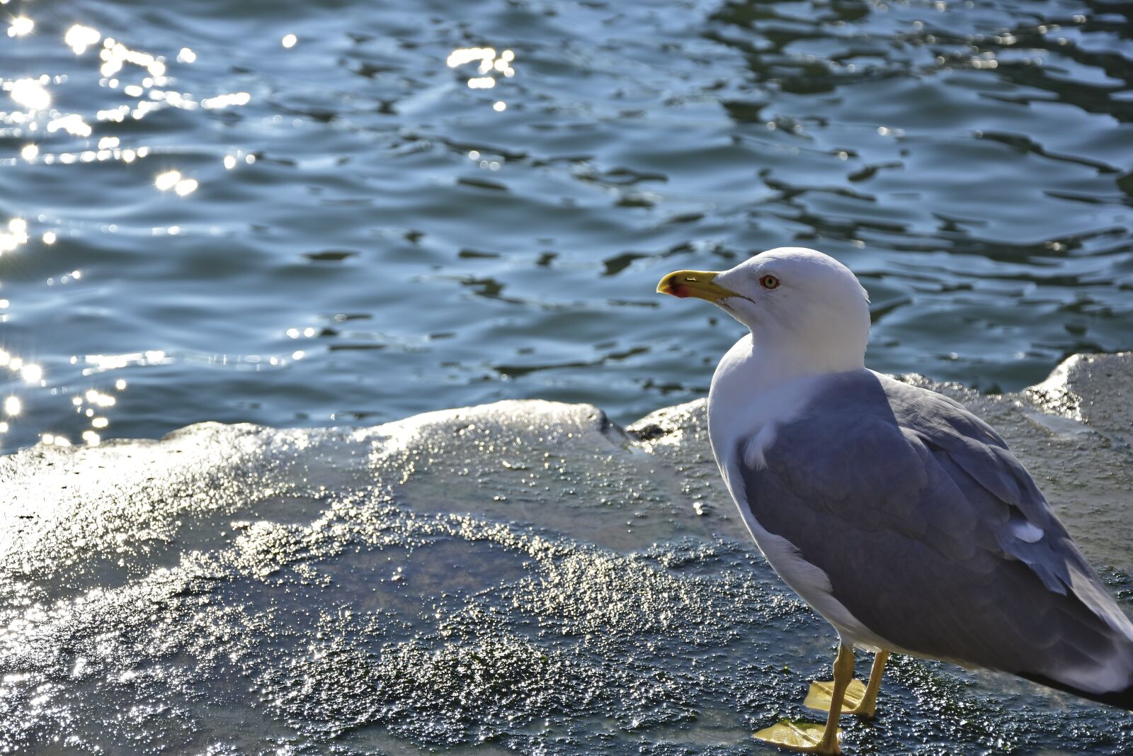 Nikon D5600 sample photo. Seagull, bird, animal photography