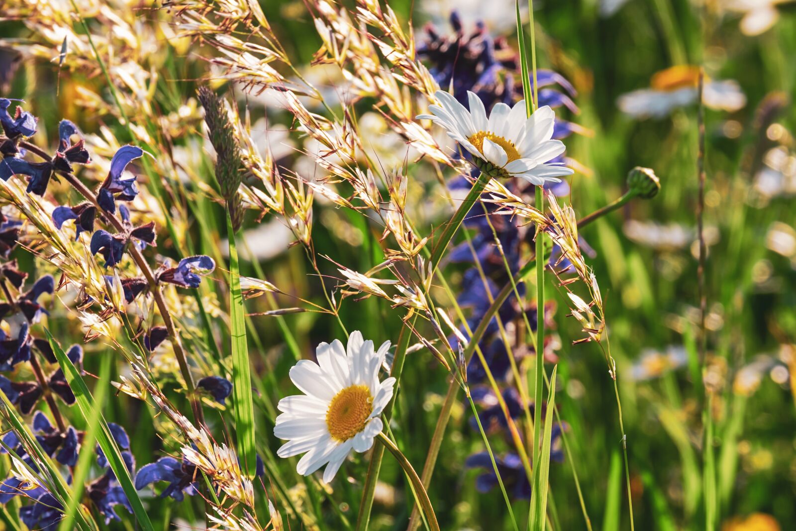 Fujifilm XF 55-200mm F3.5-4.8 R LM OIS sample photo. Daisies, flowers, bloom photography