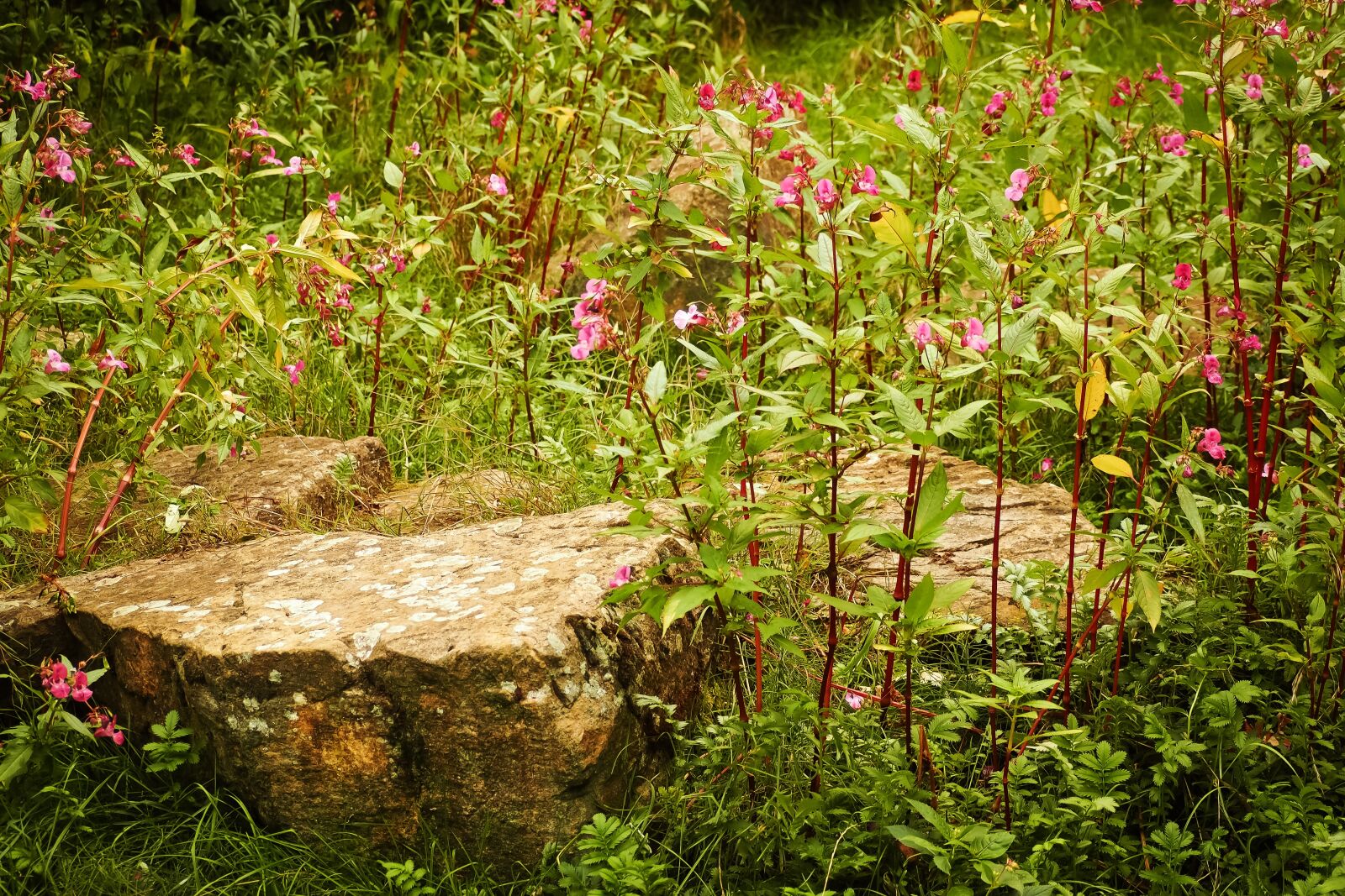 Olympus OM-D E-M10 sample photo. Landscape, flowers, nature photography