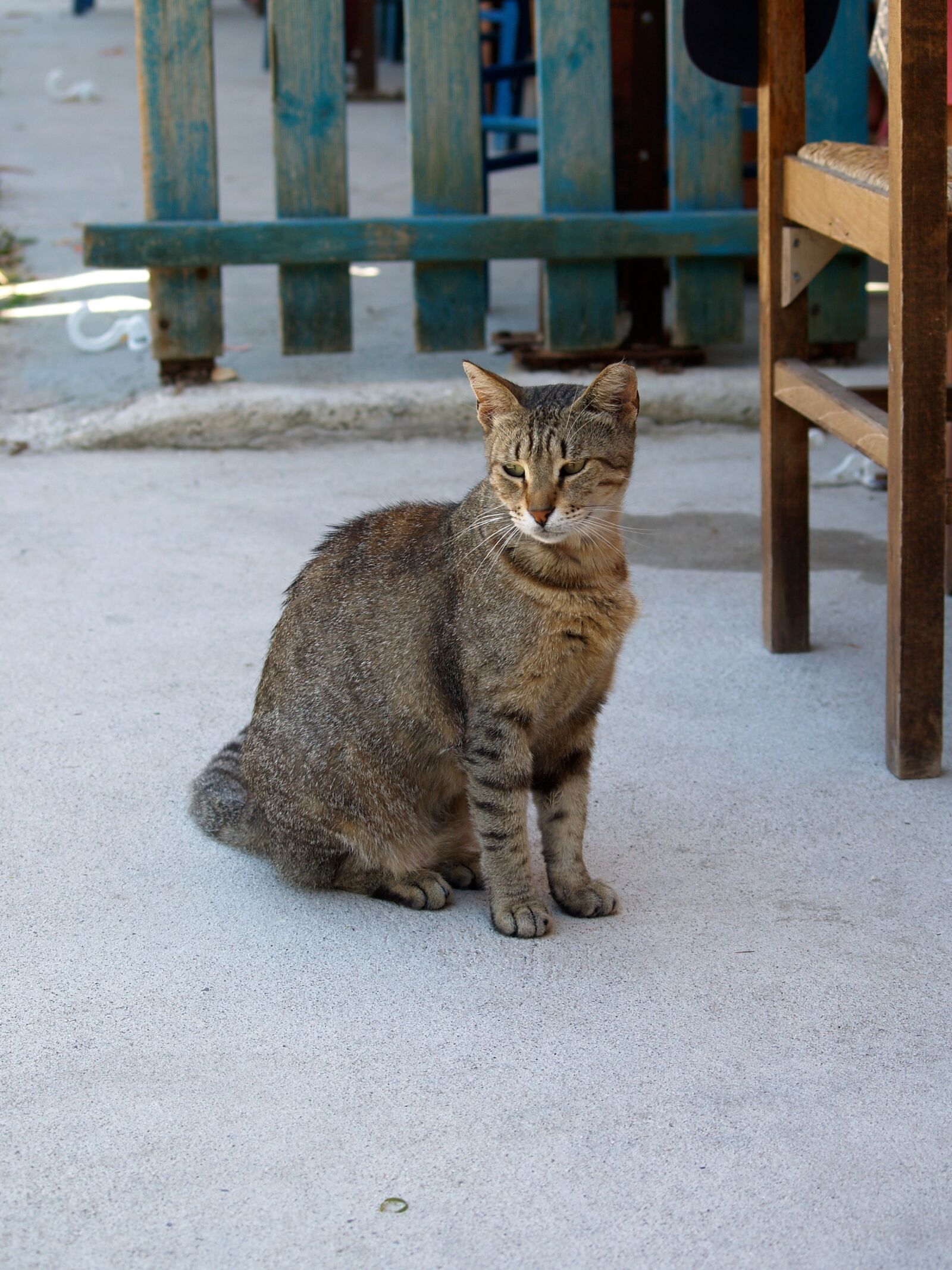 Olympus E-500 (EVOLT E-500) sample photo. Cat, beast, animal photography