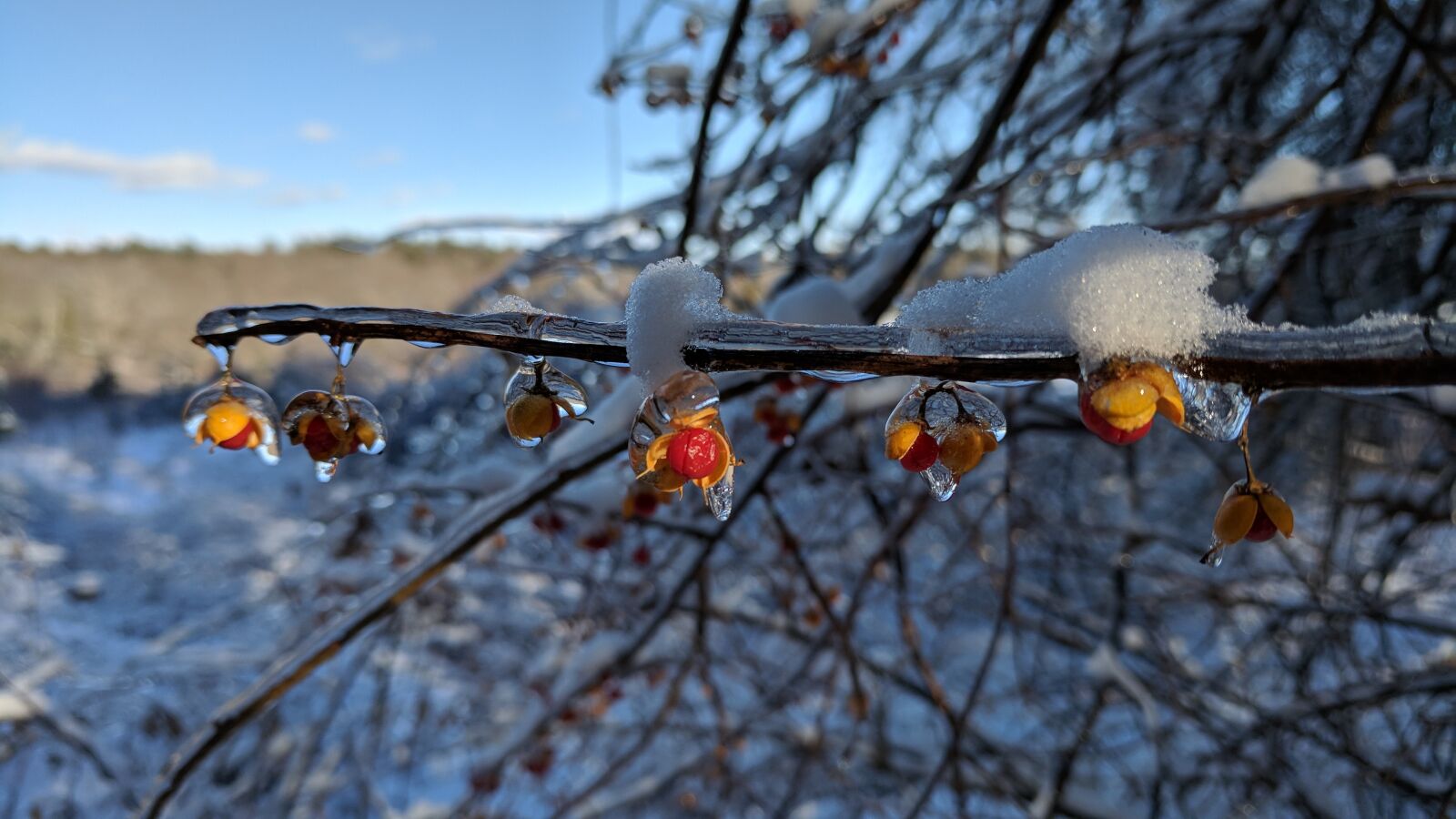 Google Pixel sample photo. Tree, nature, winter photography