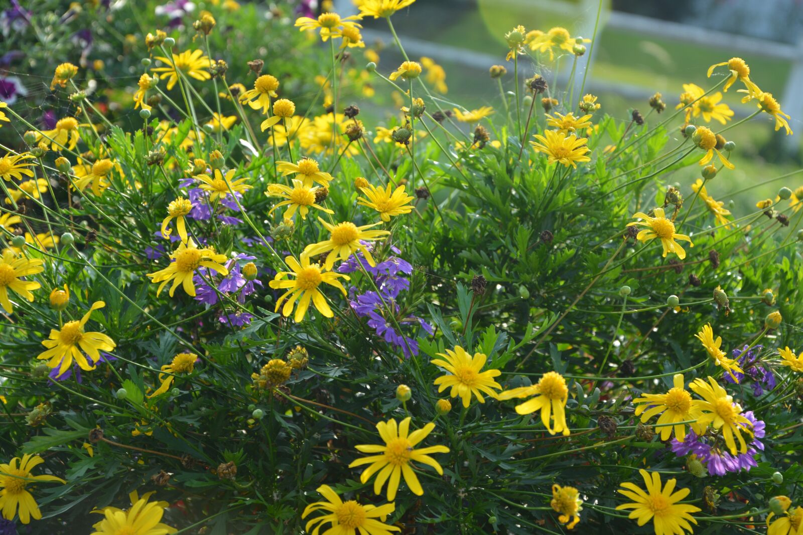 Nikon D5200 sample photo. Flowers, massif, parterre photography