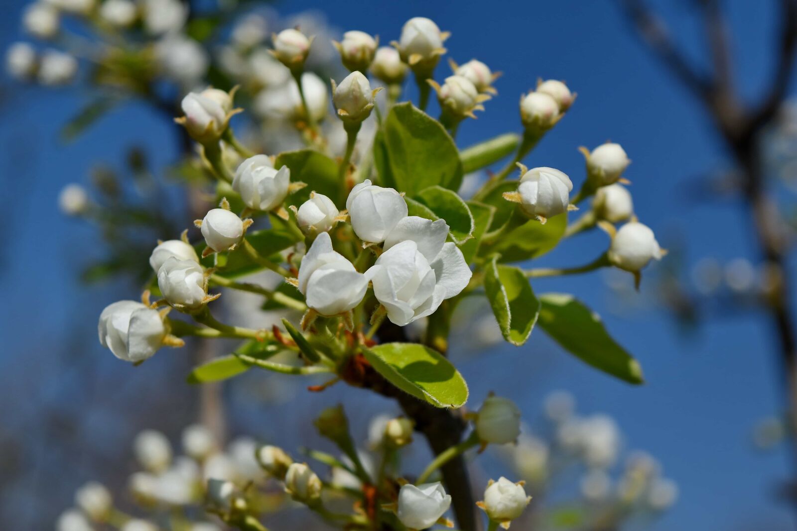 Nikon D5500 sample photo. Branch, flora, tree, flower photography