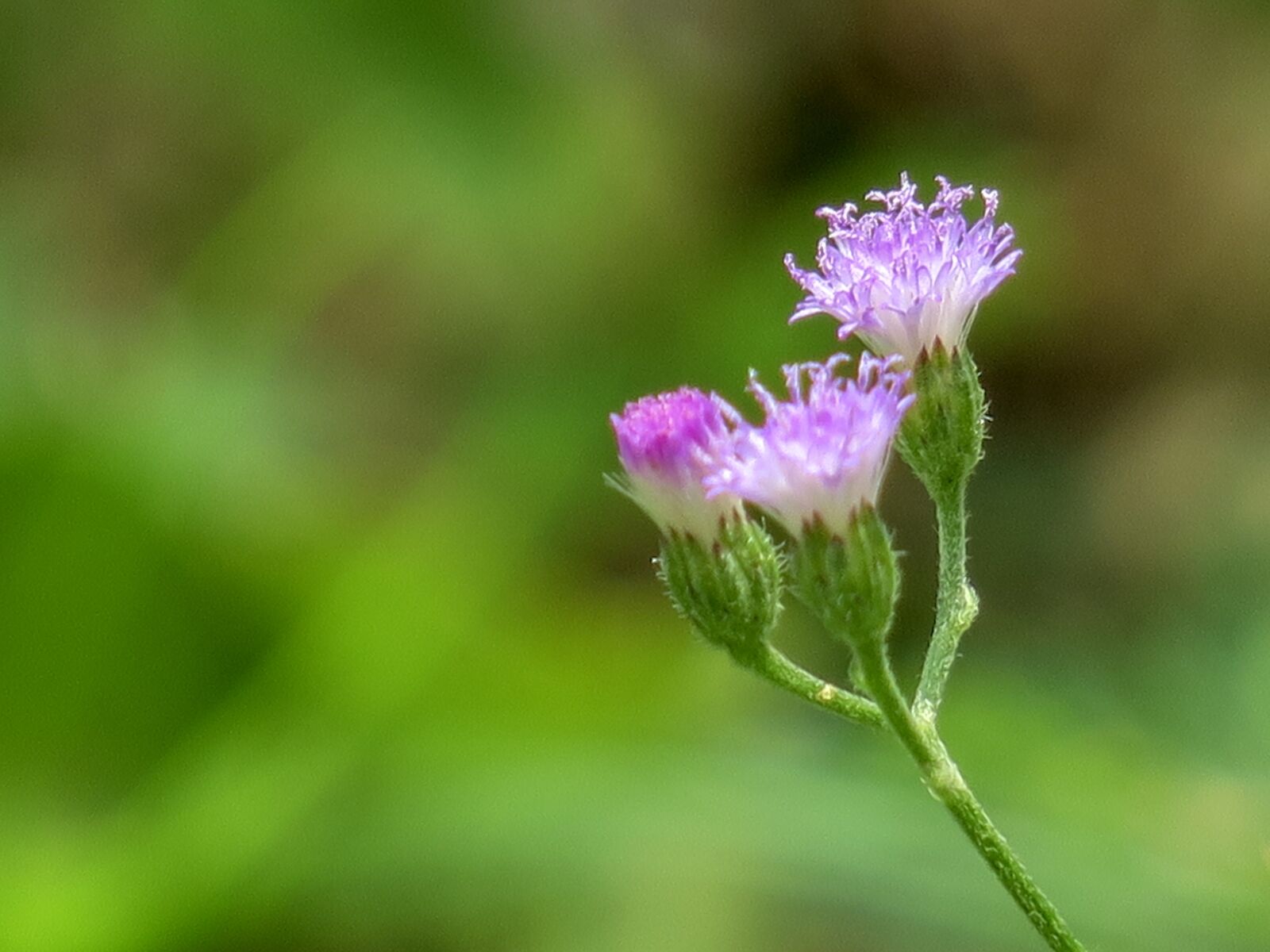 Canon PowerShot G3 X sample photo. Plant, nature, flower photography