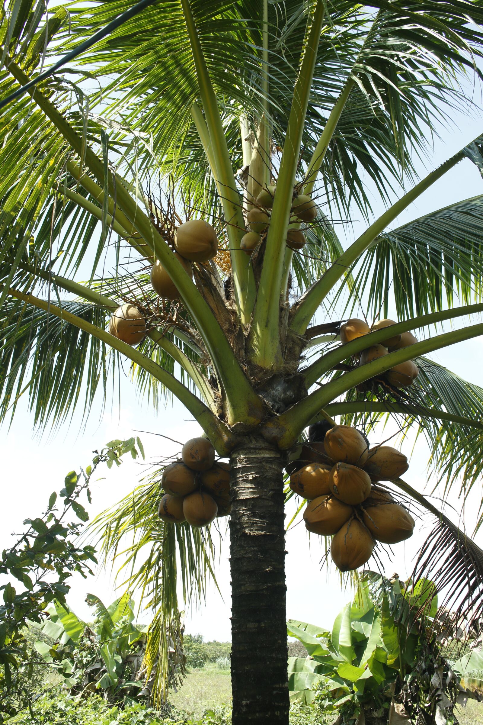 Canon EOS 60D + Canon EF-S 18-55mm F3.5-5.6 IS STM sample photo. Tree coconut, coconut, the photography