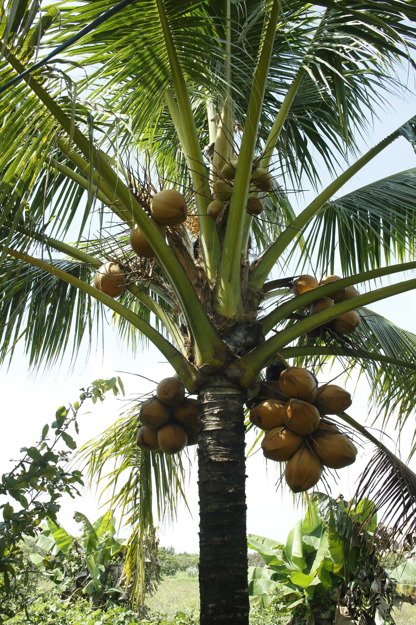 Canon EOS 60D sample photo. Tree coconut, coconut, the photography