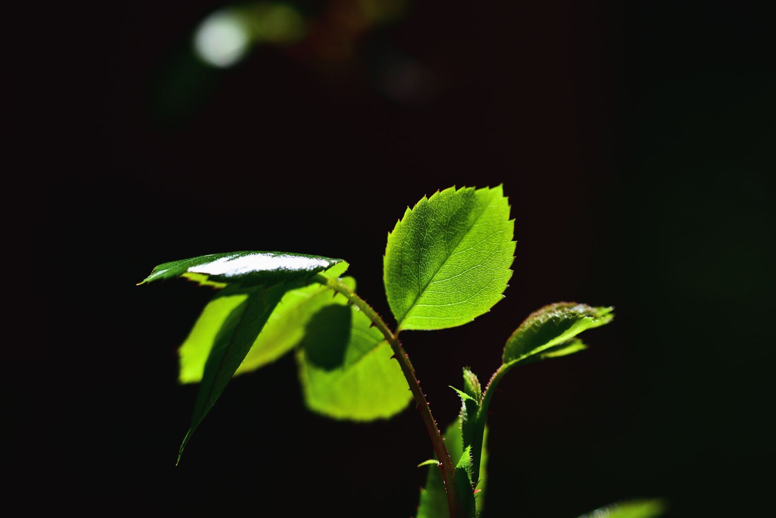 Nikon D7200 sample photo. Rosenblatt, leaf, rose petals photography