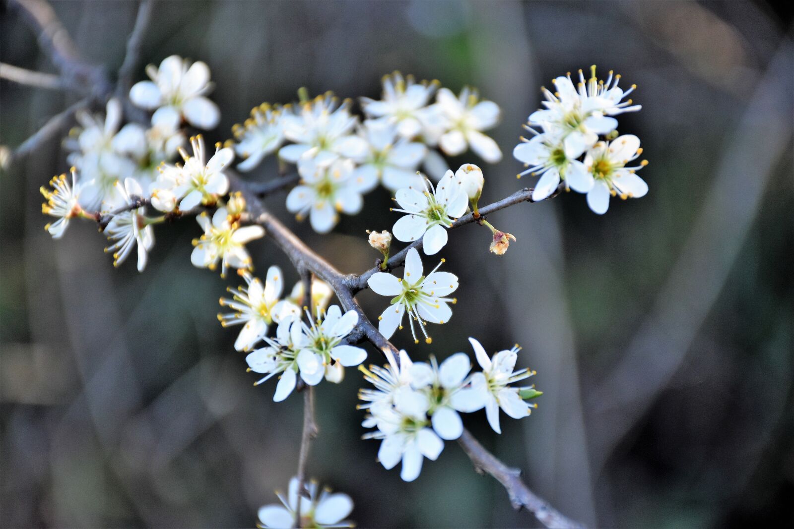 Nikon D5600 sample photo. White flowers, branches, spring photography