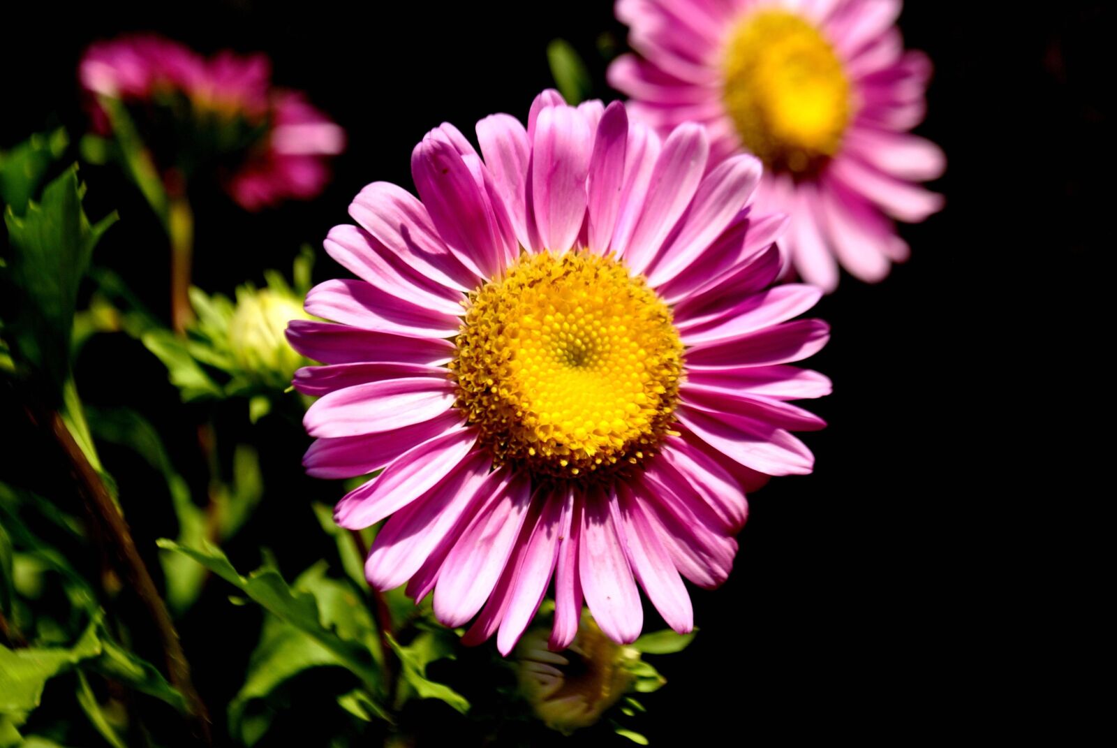 Nikon D3000 sample photo. Flower, daisy, petal, blossom photography