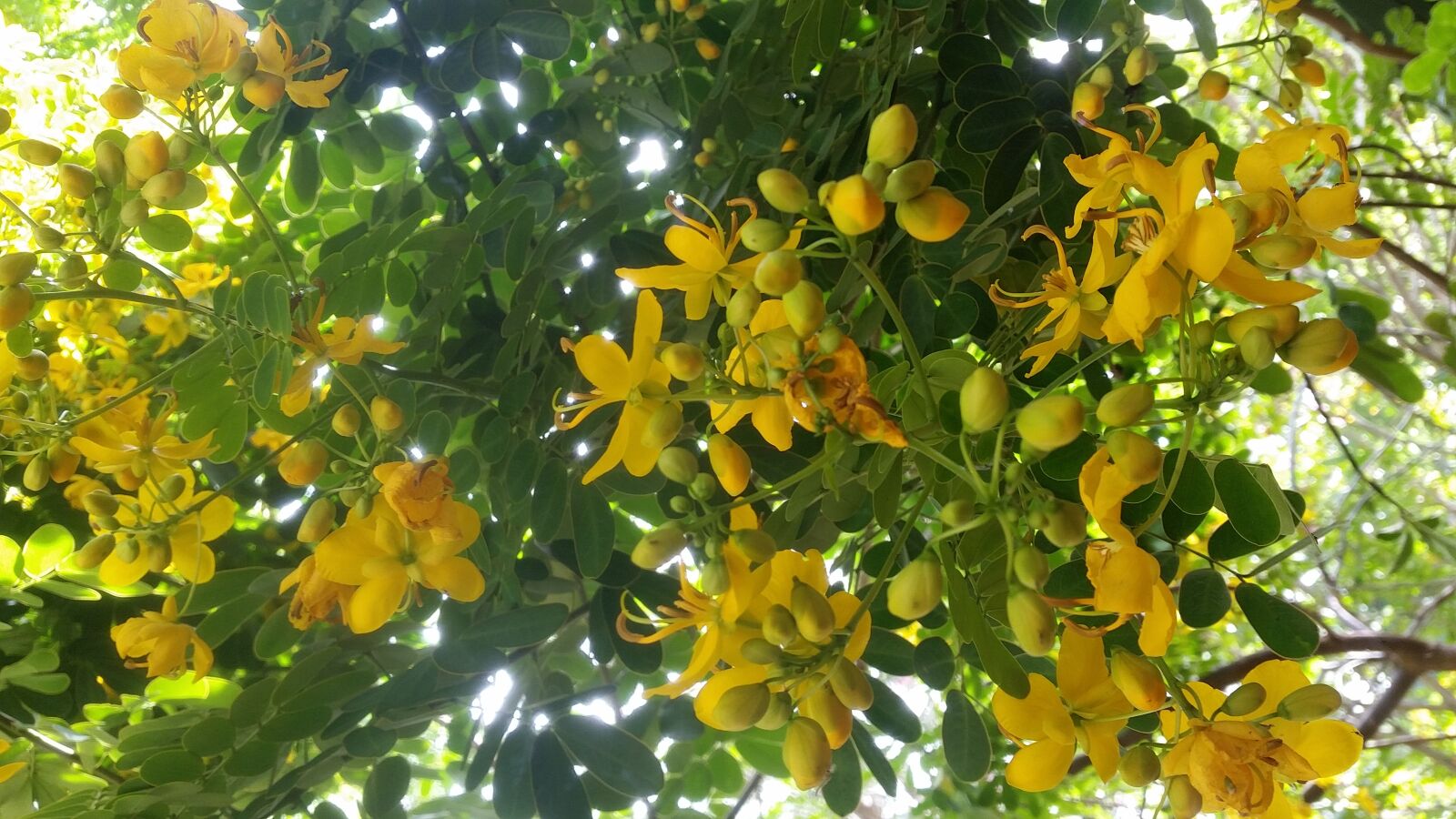 Samsung Galaxy S5 sample photo. Nature, yellow, yellow aesthetic photography