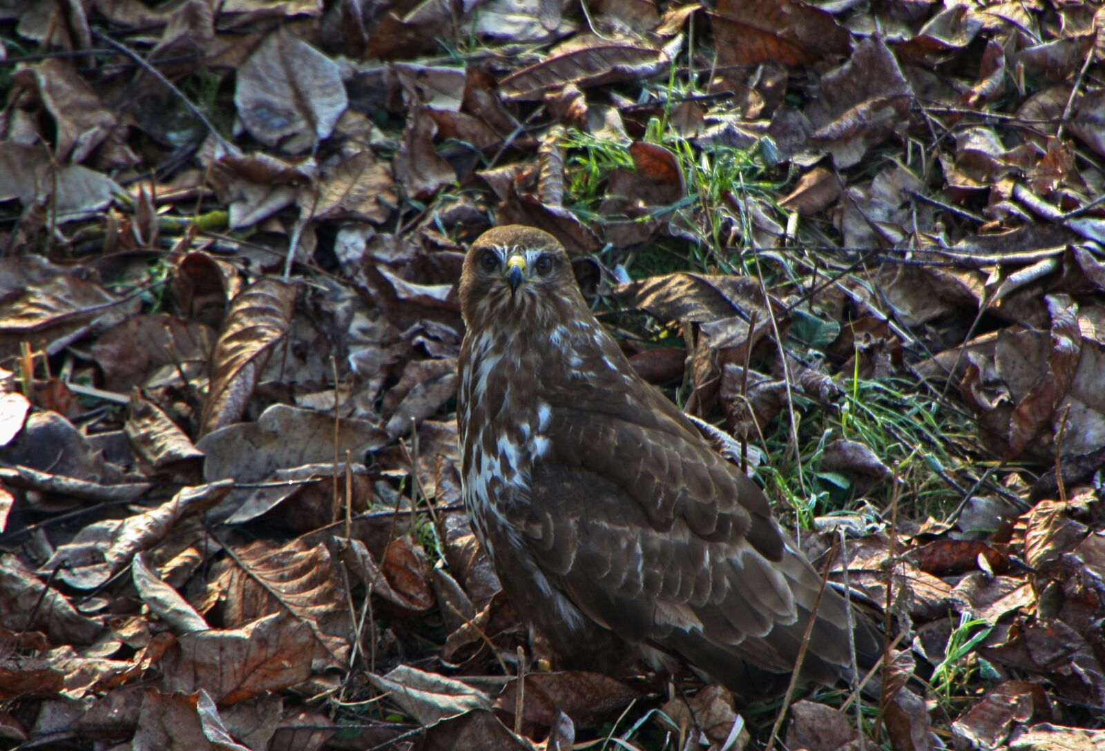 Canon EOS 450D (EOS Rebel XSi / EOS Kiss X2) sample photo. Bird of prey, leaves photography