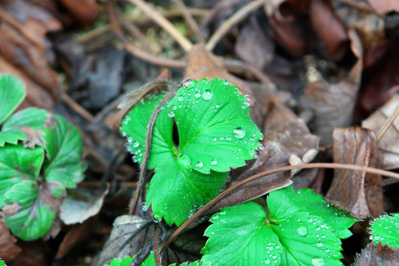 Sony DSC-R1 sample photo. Strawberry, strawberry leaf, herb photography
