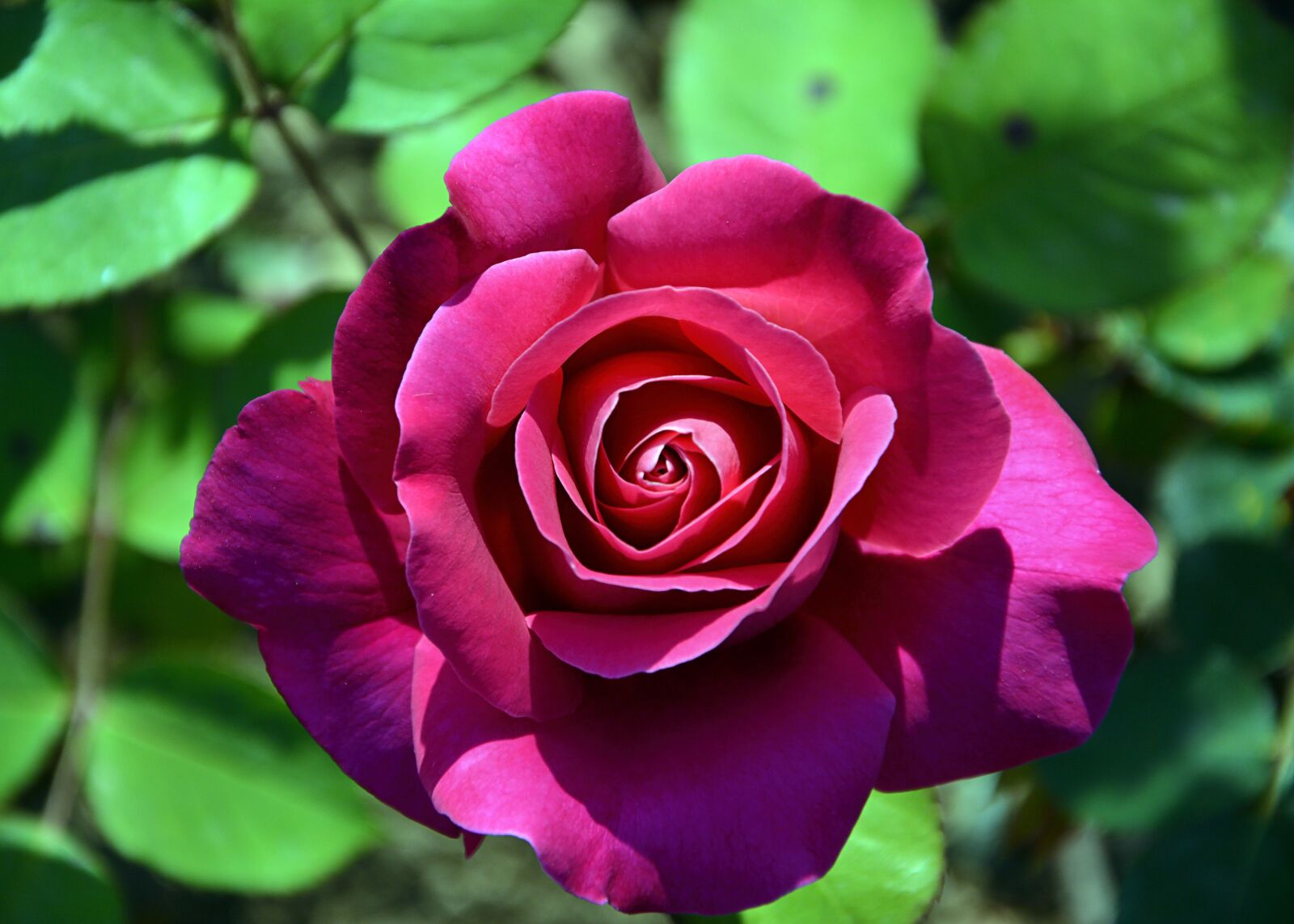 Nikon D7100 sample photo. Rose, red, plant photography