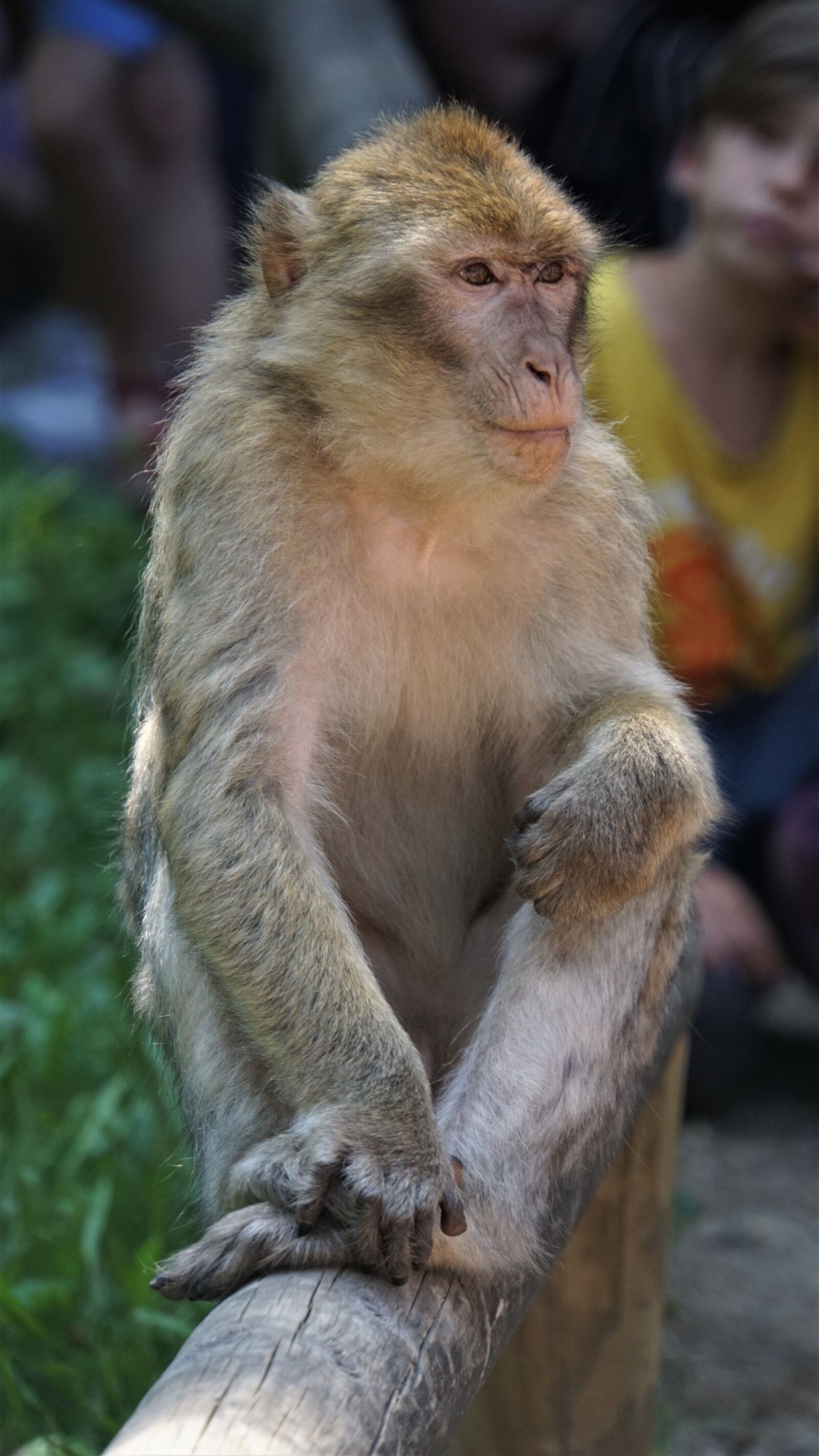 Sony E 18-200mm F3.5-6.3 OSS LE sample photo. Barbary ape, äffchen, visitors photography