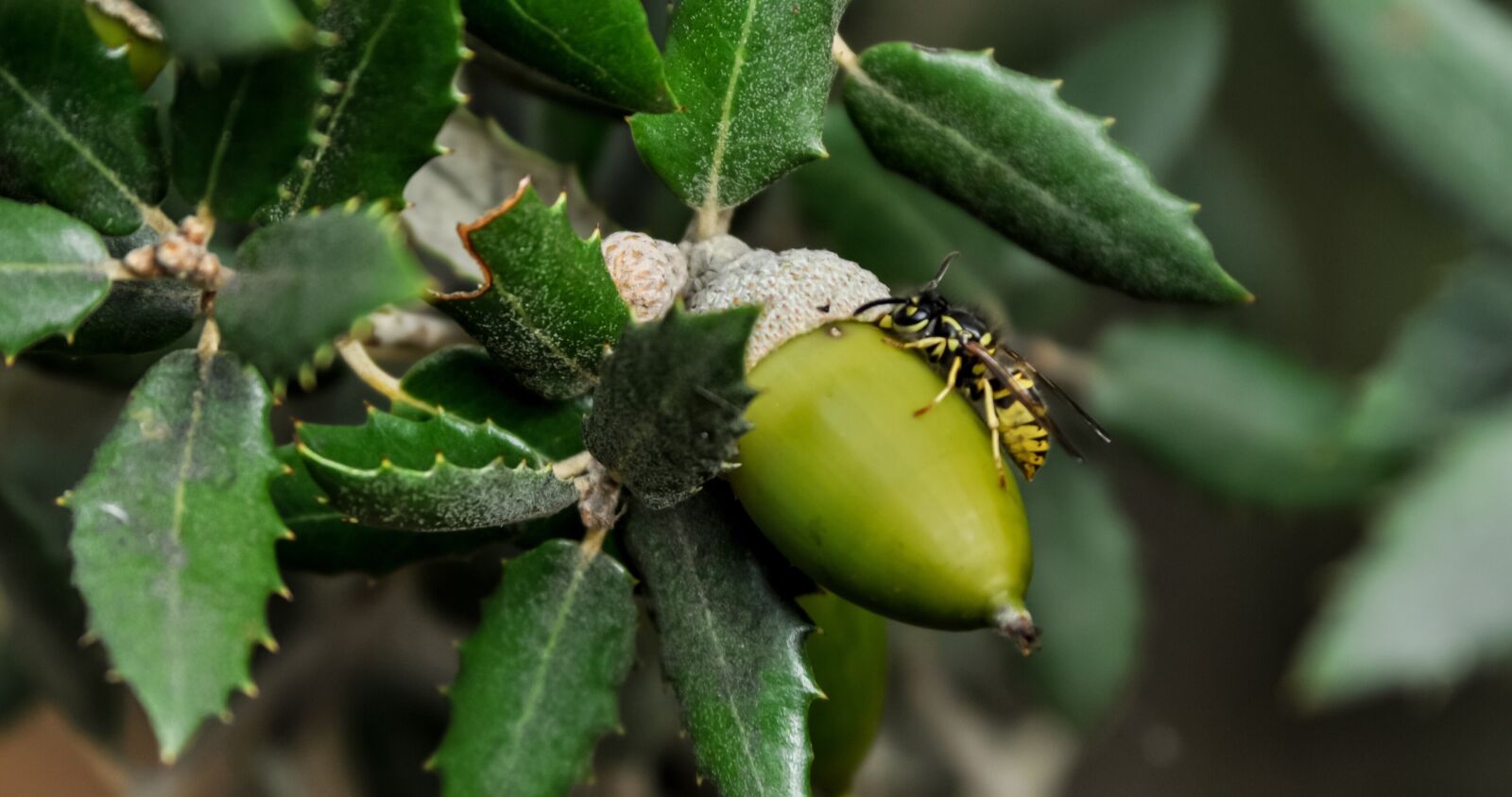 Nikon D90 sample photo. Oak, green, acorn photography