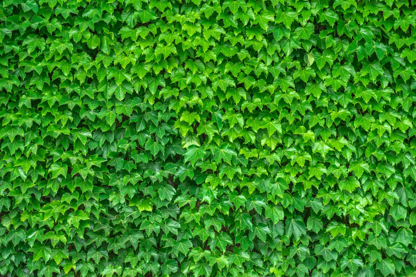 Sony a7 + Sony FE 28-70mm F3.5-5.6 OSS sample photo. Ivy, vine, the leaves photography