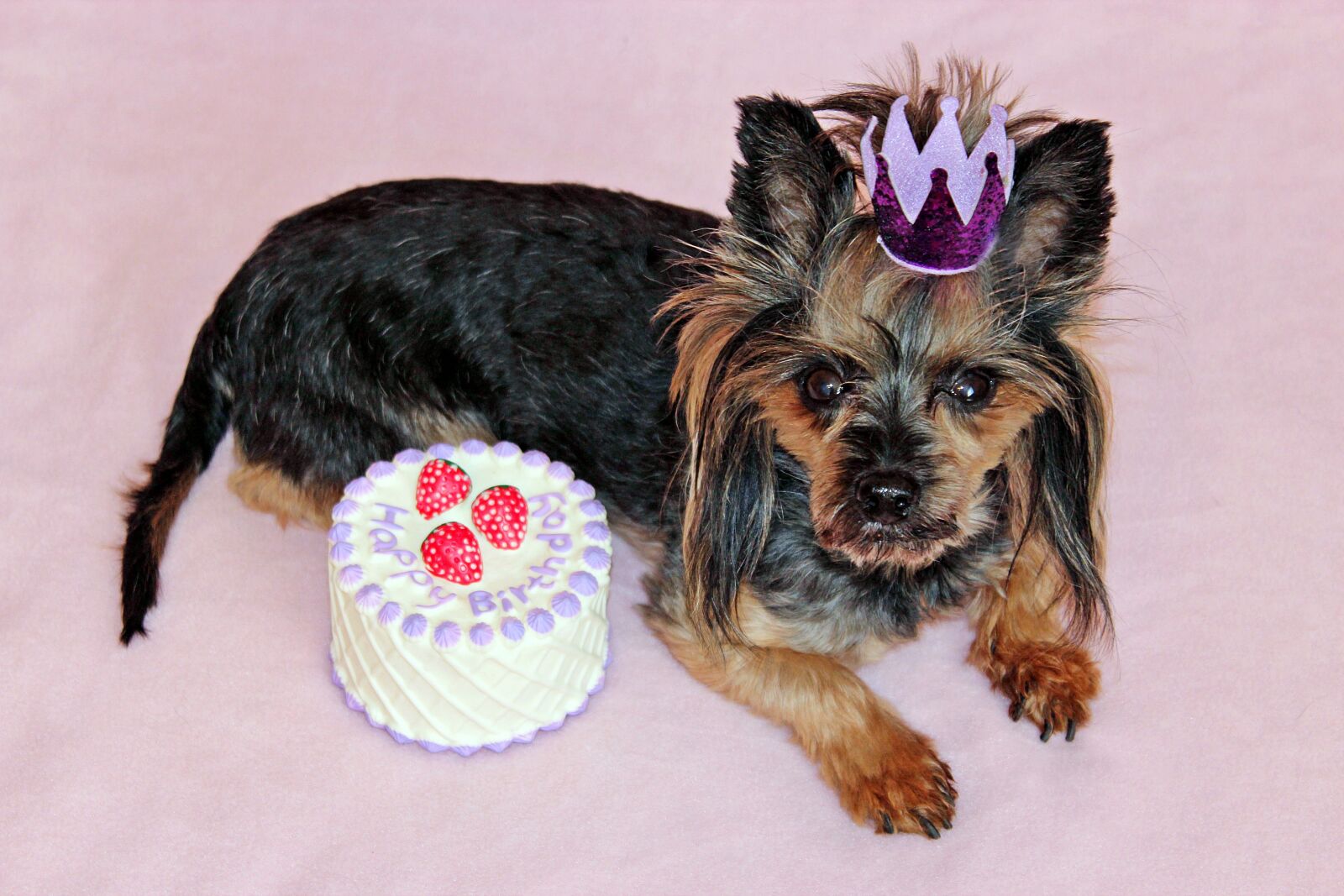 Canon EOS 600D (Rebel EOS T3i / EOS Kiss X5) sample photo. Yorkie, dog, cake photography